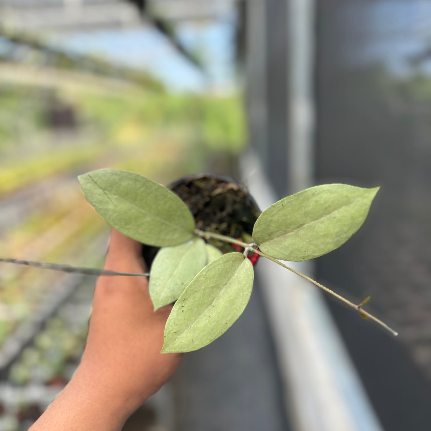 Hoya sp Menak Sopal — photo 4