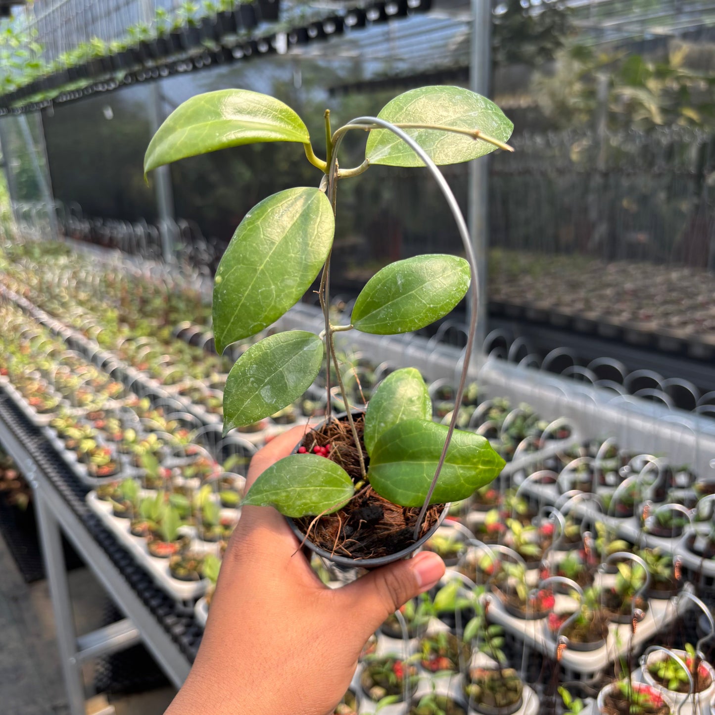 Hoya SP Selayar "PAR-WYD-006"