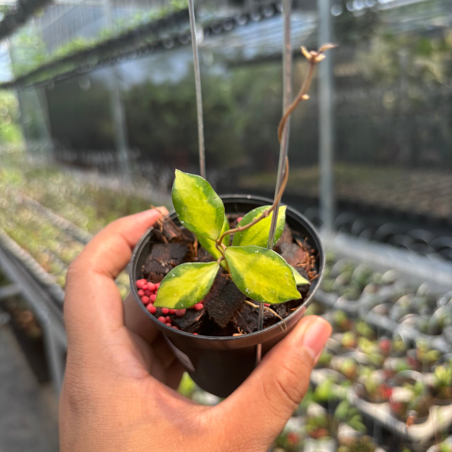 Hoya Bakoensis "Inner Var" VN-772