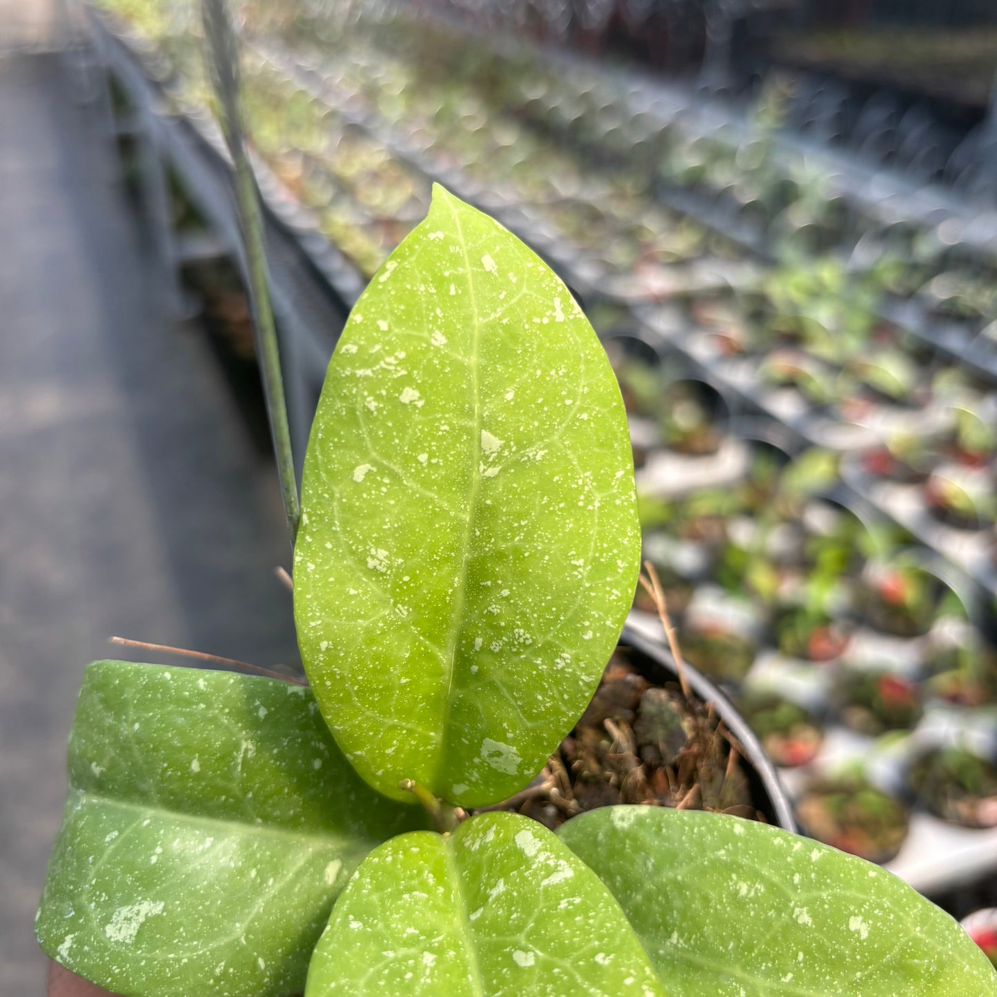 Hoya "UH-07-01"