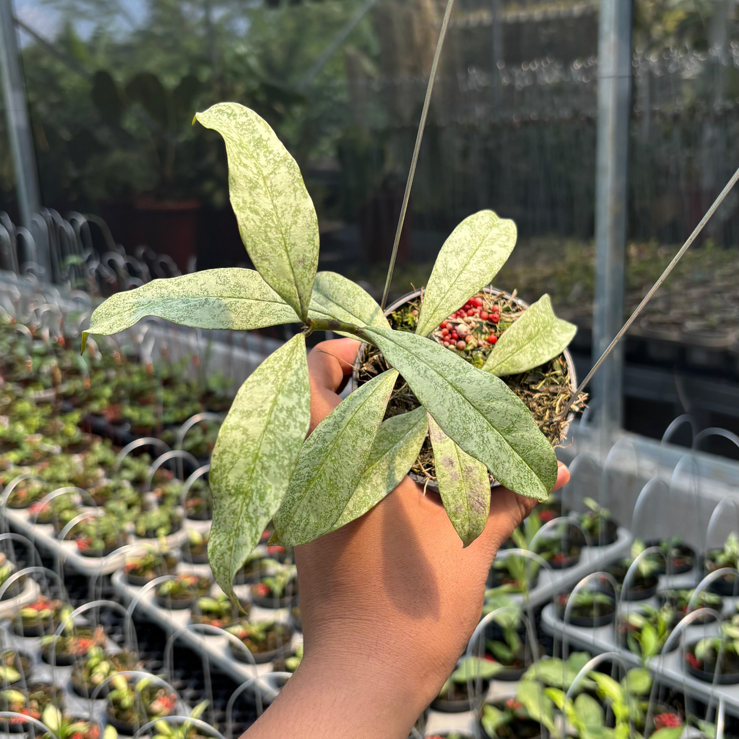 Hoya Multiflora "Silver"