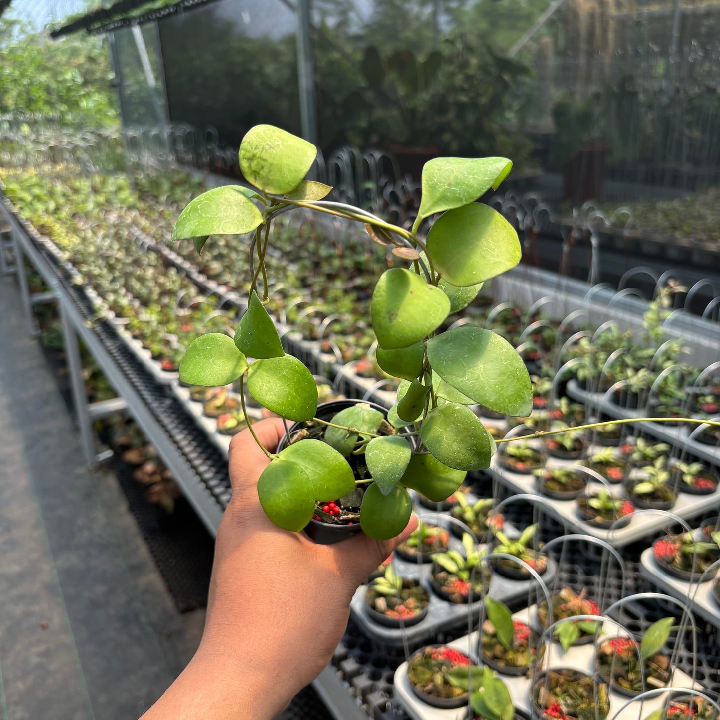 Hoya Myrmecopa "Selayar"