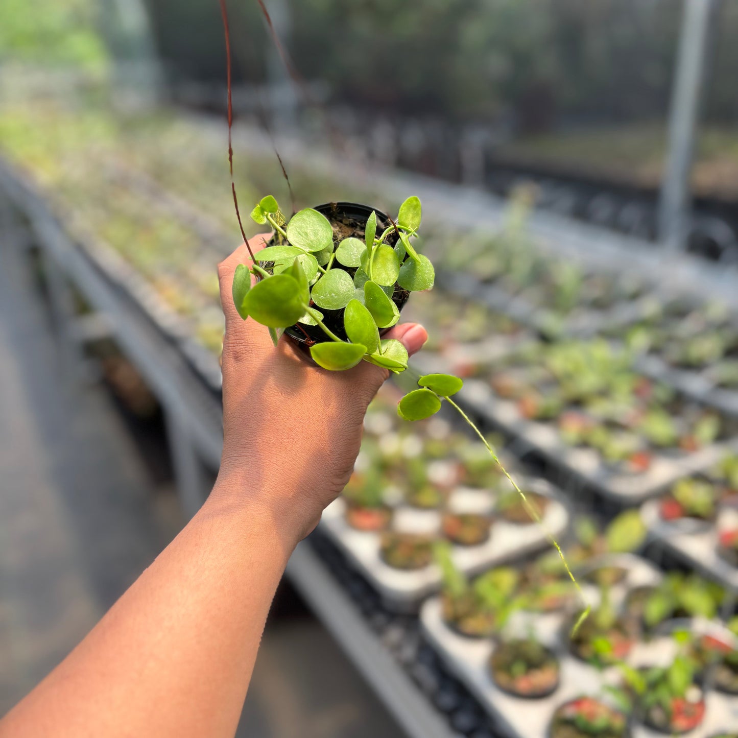 Hoya SP Mamasa "VN-775"