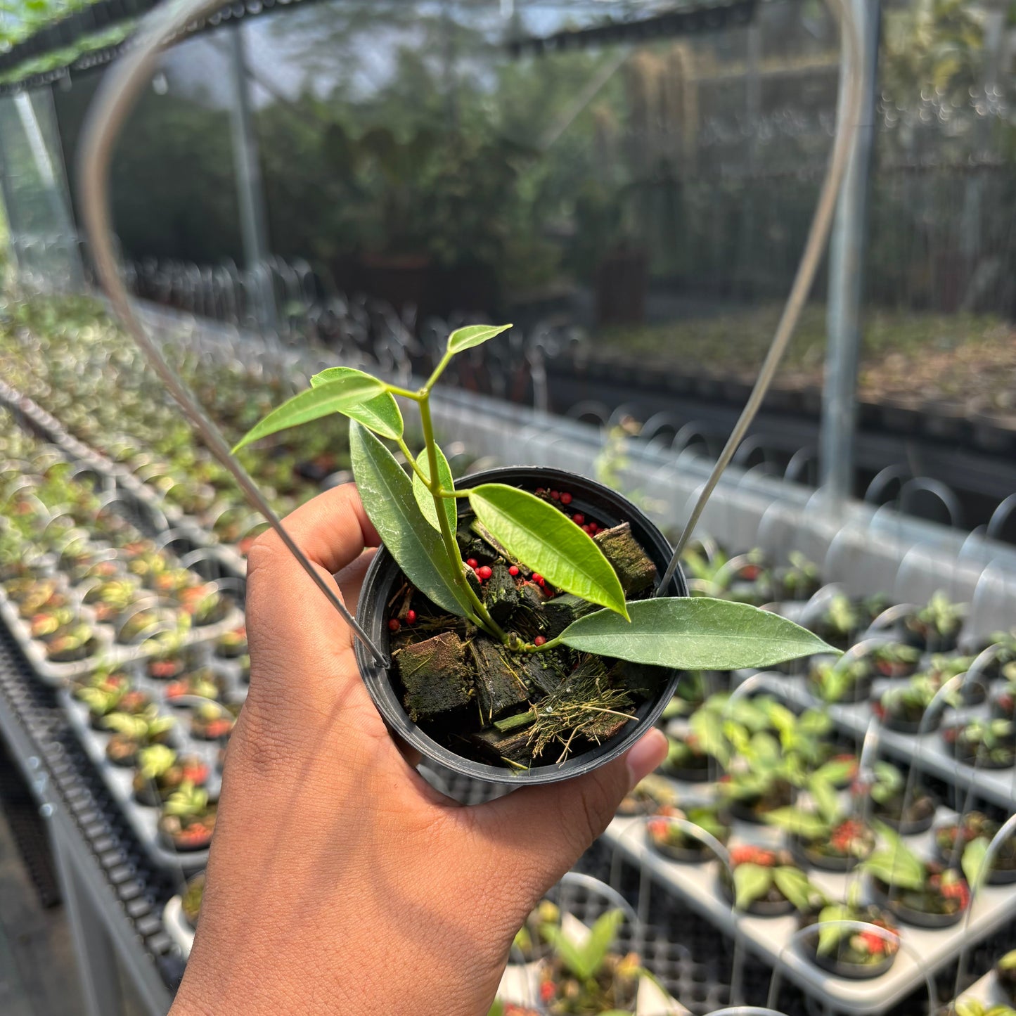 Hoya Gildingii