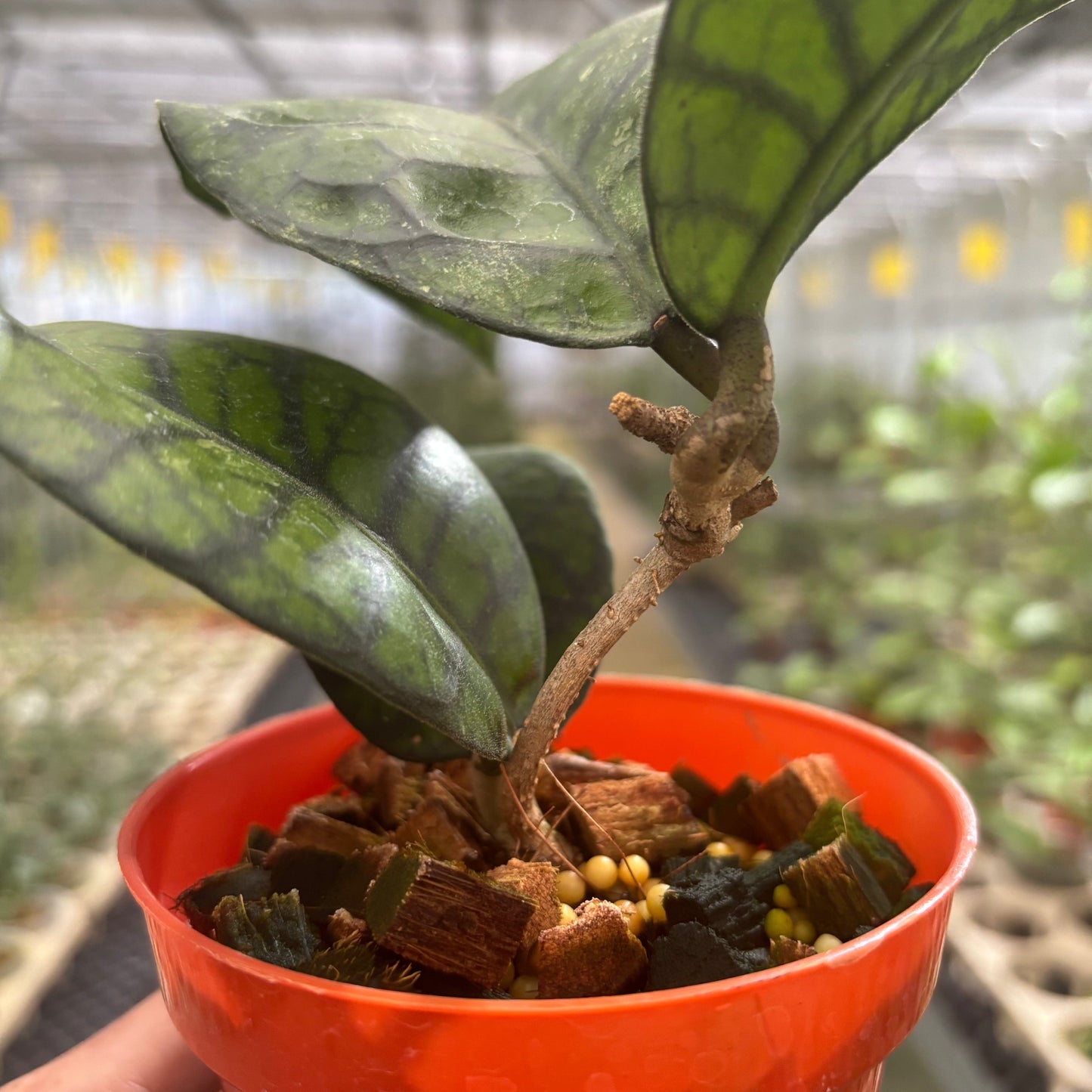 Hoya Callistophylla Obsidian