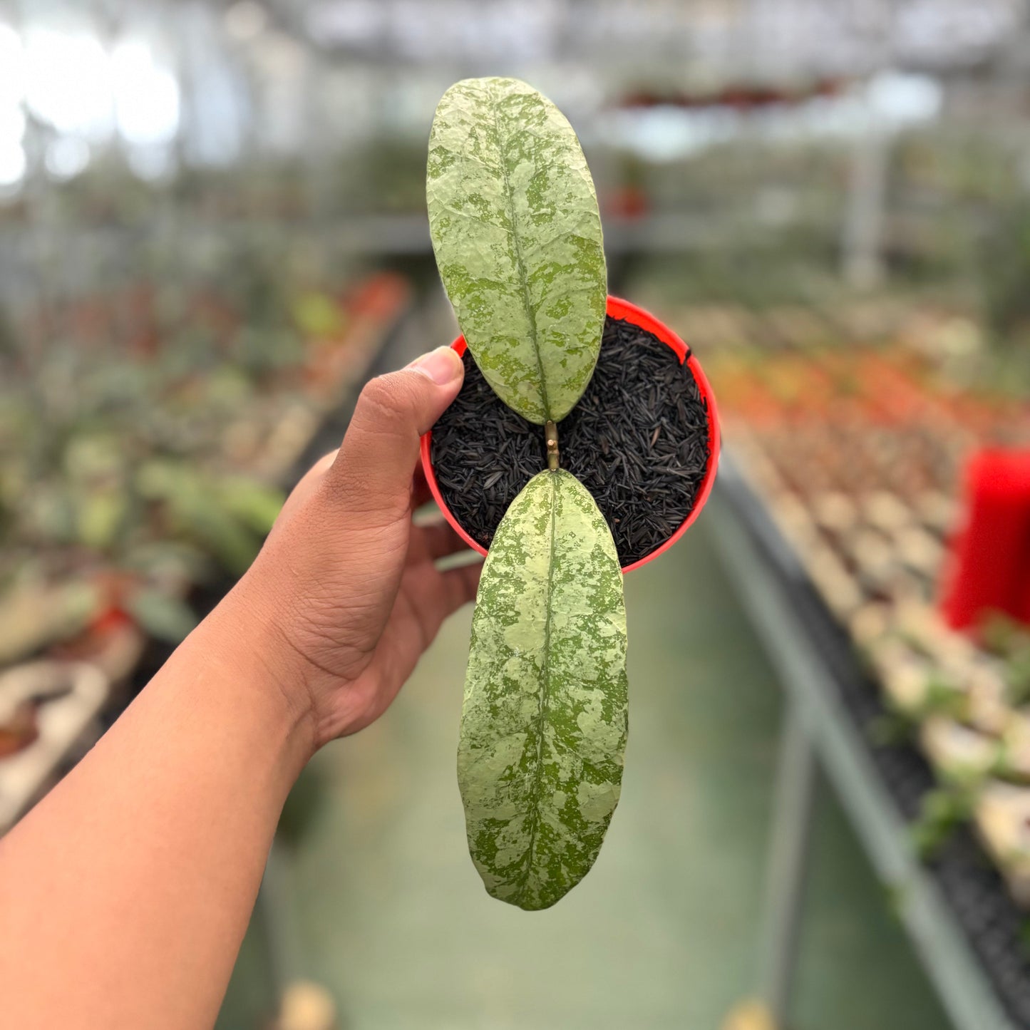 Hoya SLM-04 Silver (Clone 1)