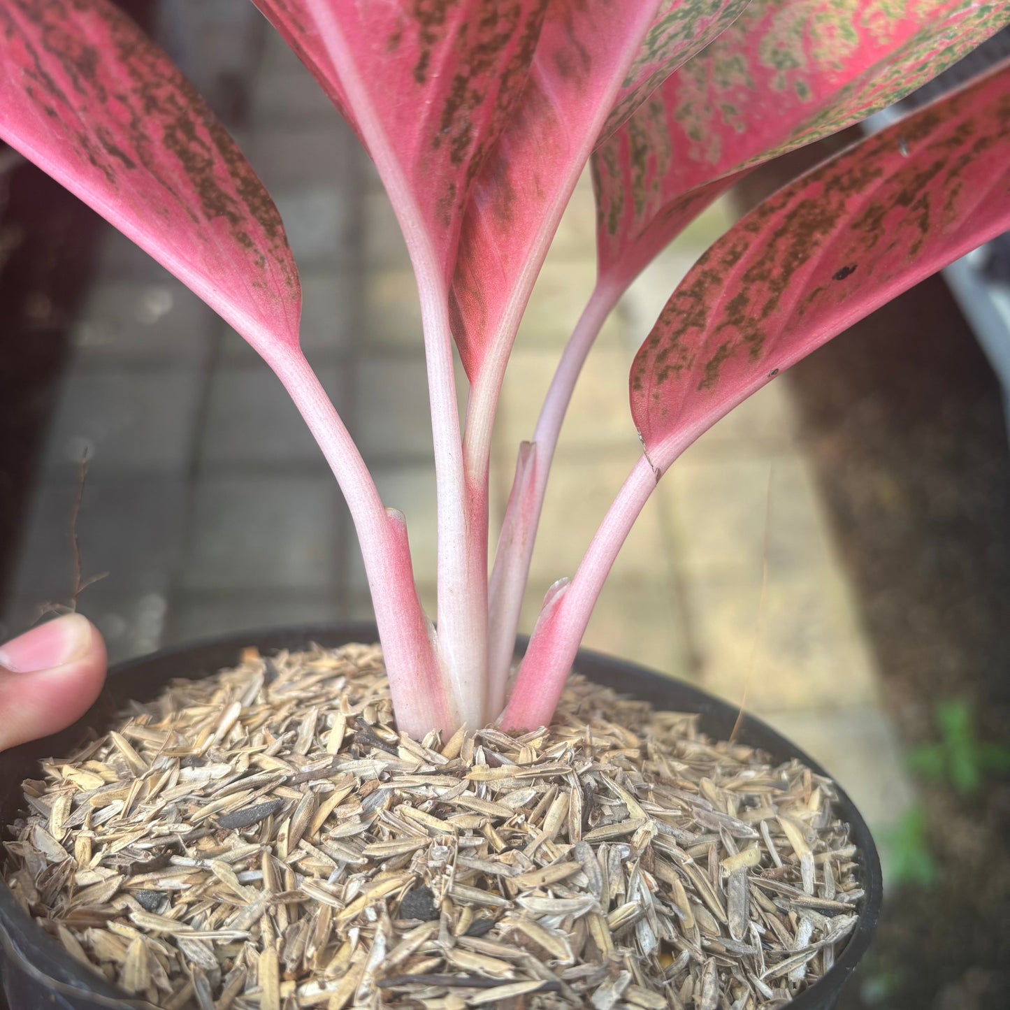 Aglaonema Kendedes