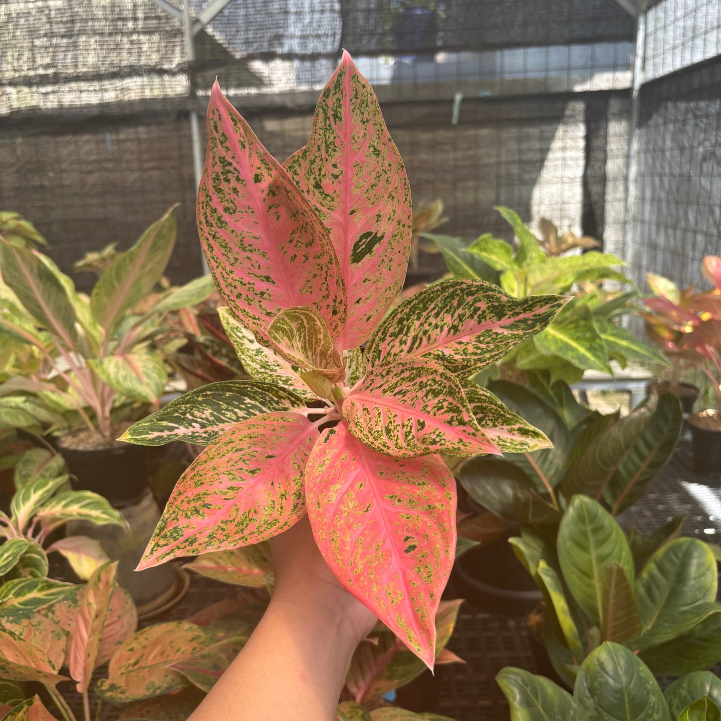 Aglaonema Tamara