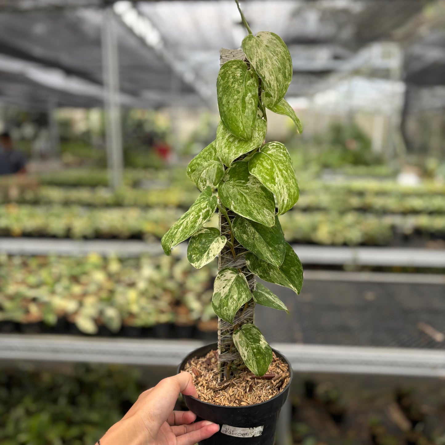 Scindapsus Parahyangan Albo