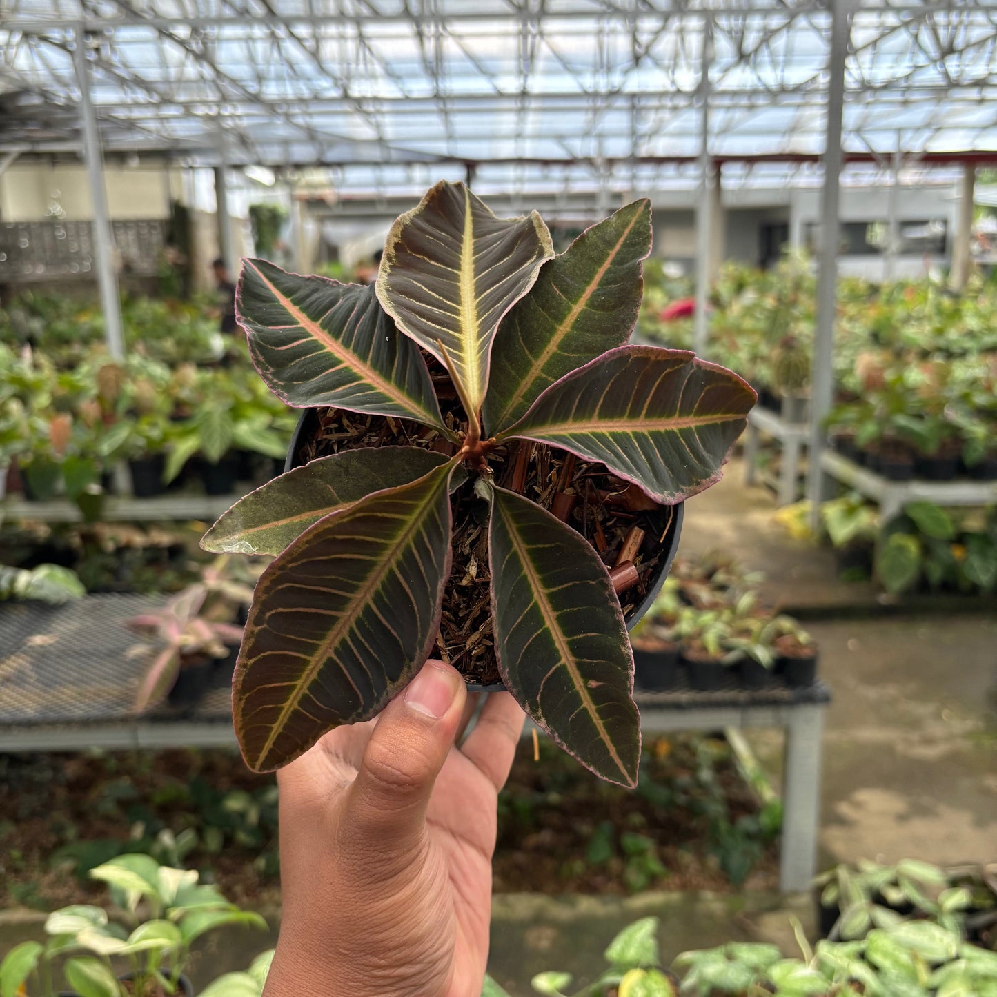Labisia Pink