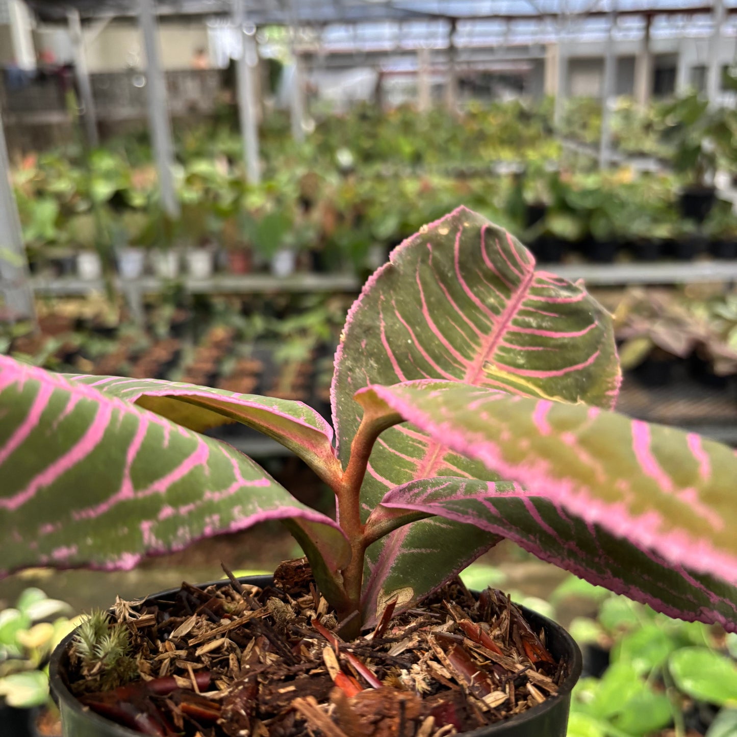 Labisia Pink Rare Patern — photo 6