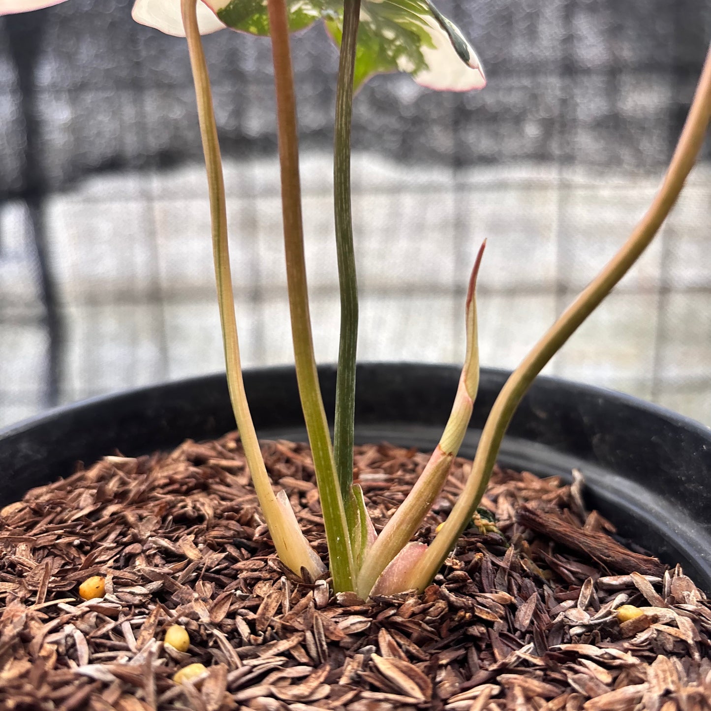 Philodendron Gloriosum Treecolor — photo 5