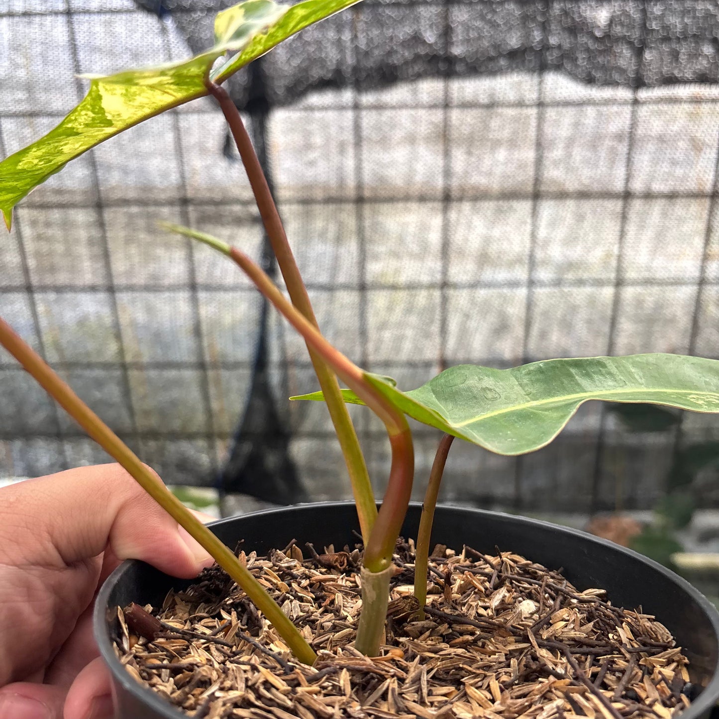 Philodendron Domesticum x Atabaphoense Variegated — photo 5