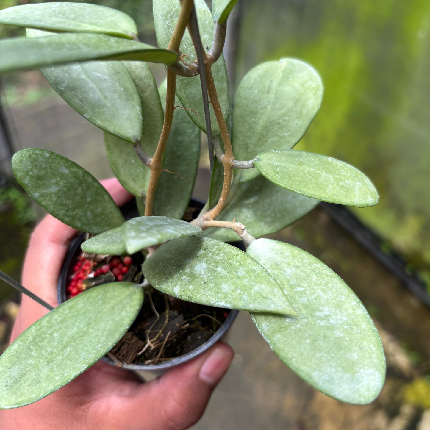 Hoya Silver Lady