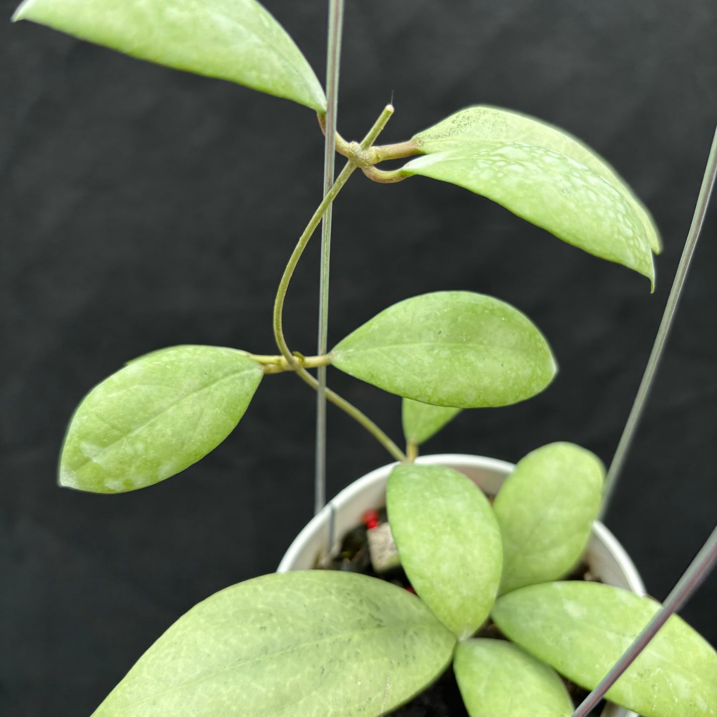 Hoya Erythrostemma "Silver"
