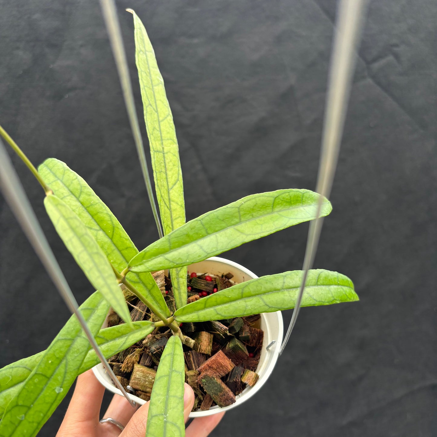 Hoya Callistophylla 'Jungle Spear'