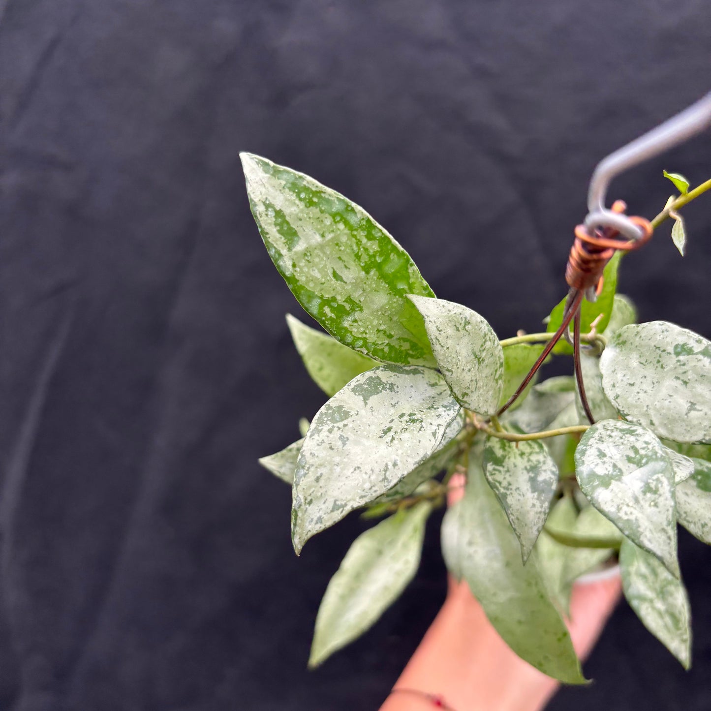 Hoya Nummularioides "silver"