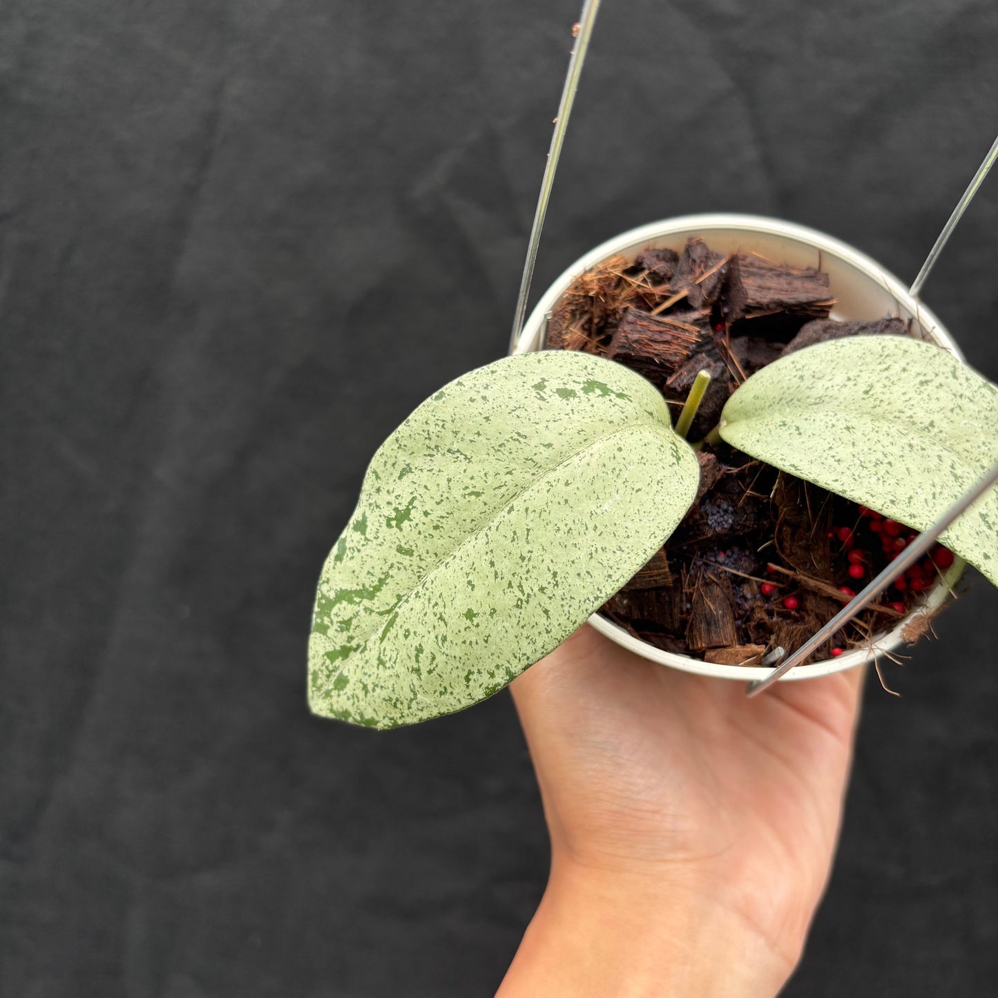 Hoya Sp. Warok (Silver)