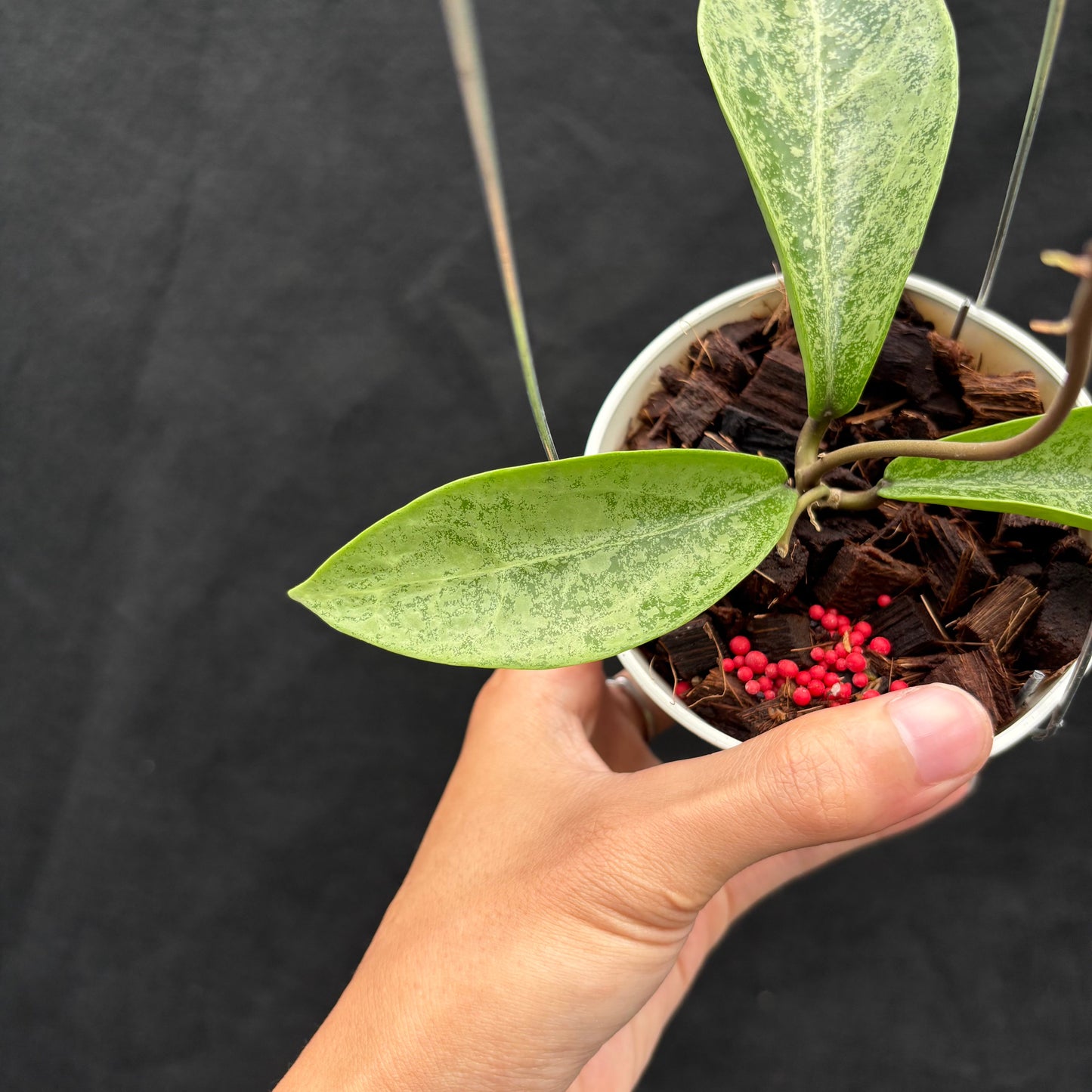 Hoya Posti Silver