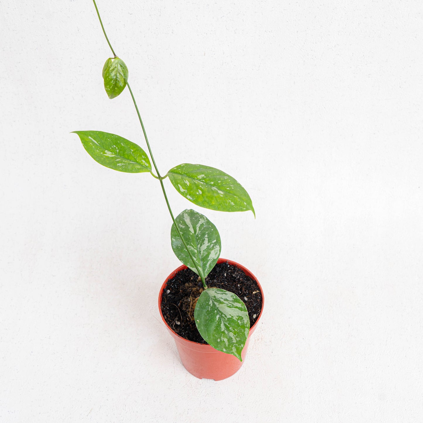 Hoya Coriacea Splash
