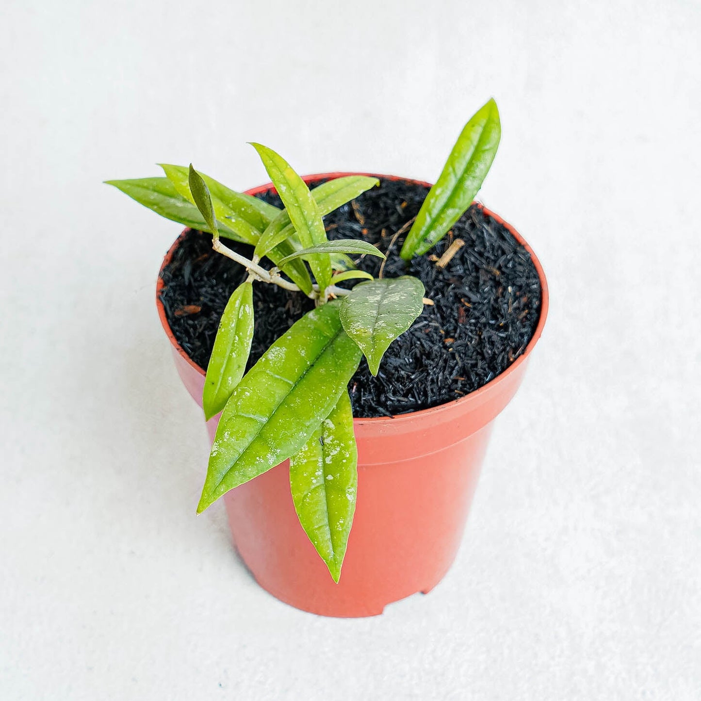 Hoya Rigidifolia