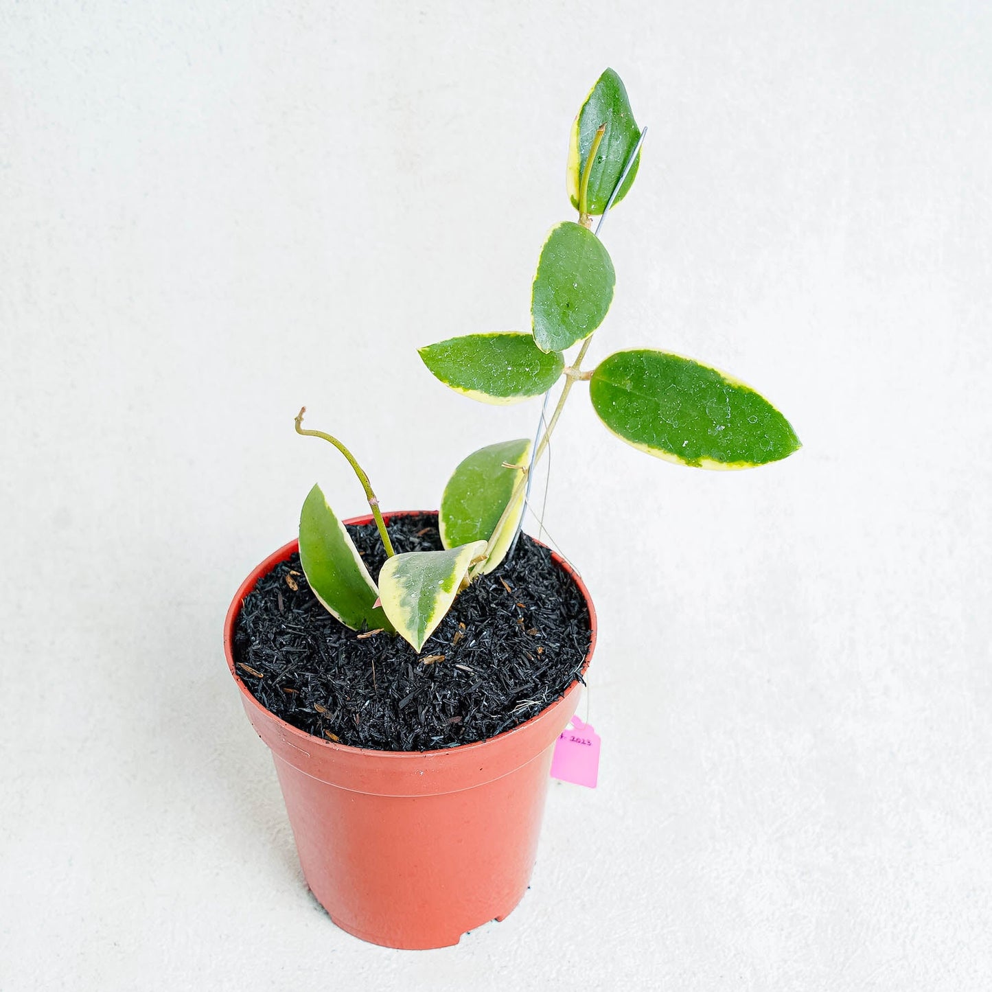 Hoya Acuta Albomarginata