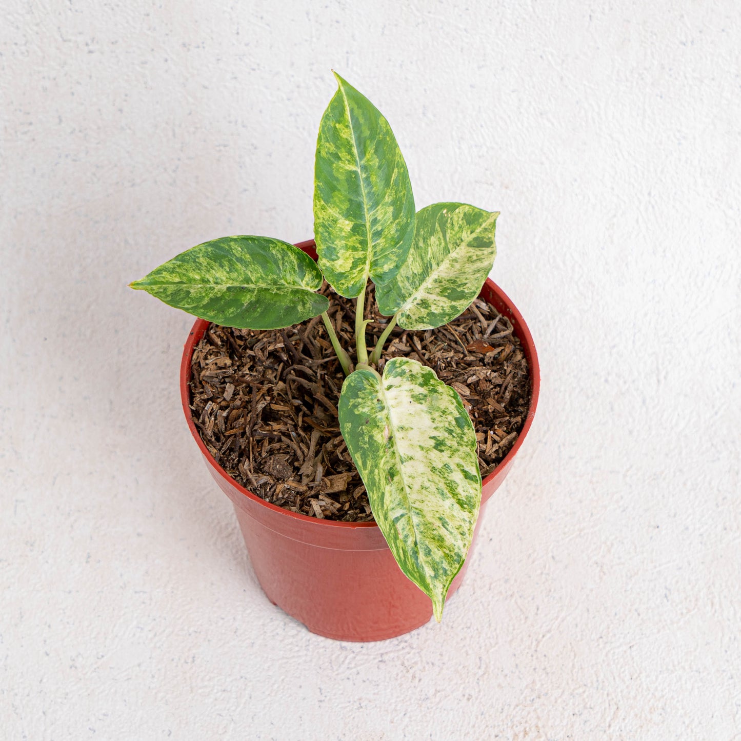 Homalomena Yellow Variegated SP Borneo