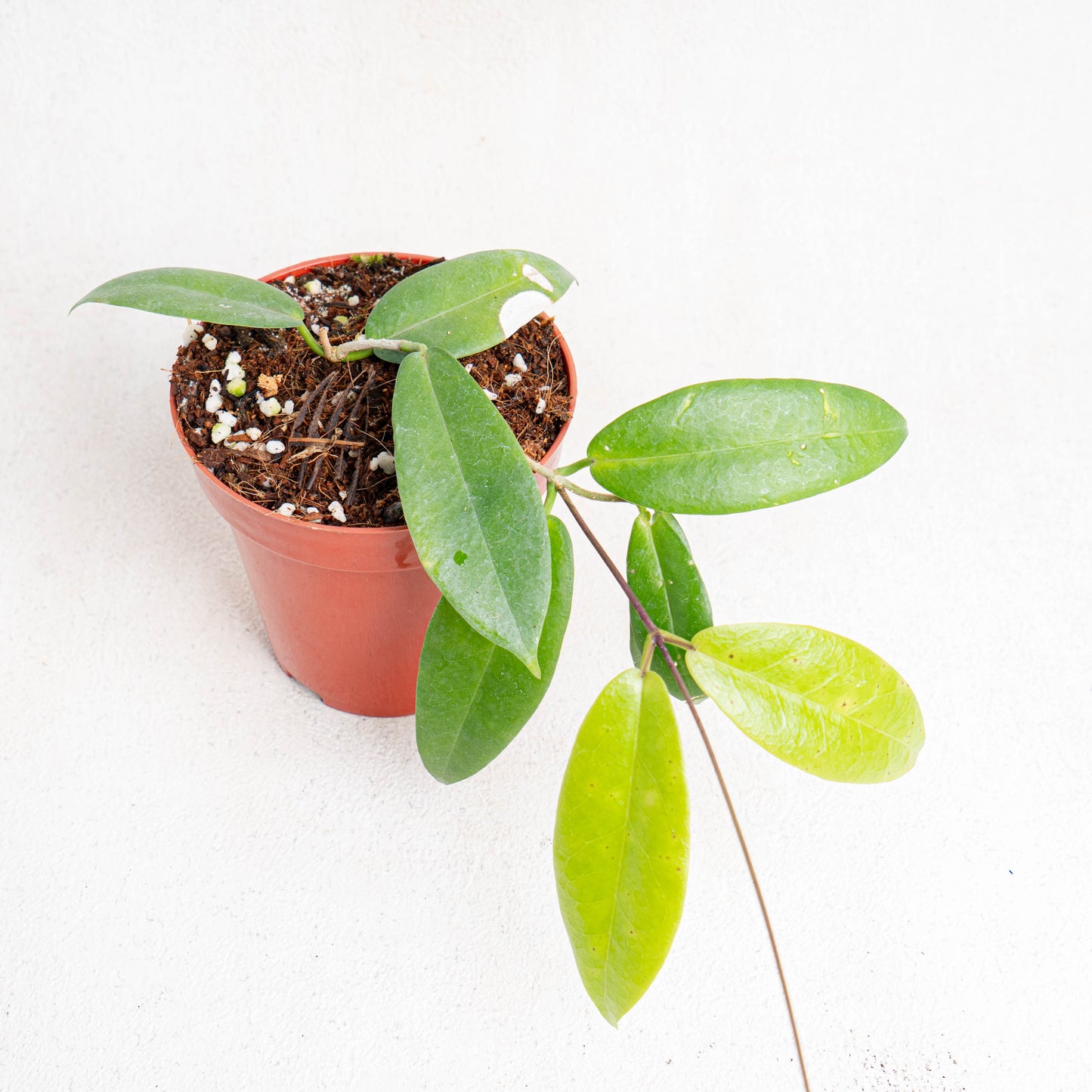 Hoya Ichnopus