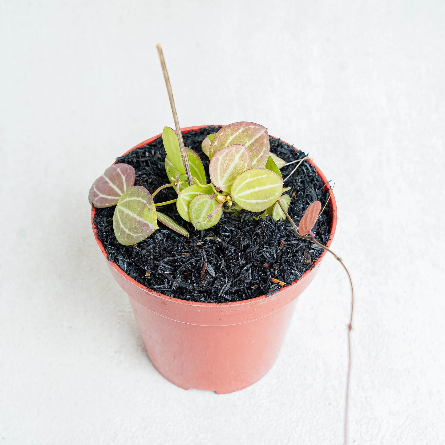 Dischidia Ovata