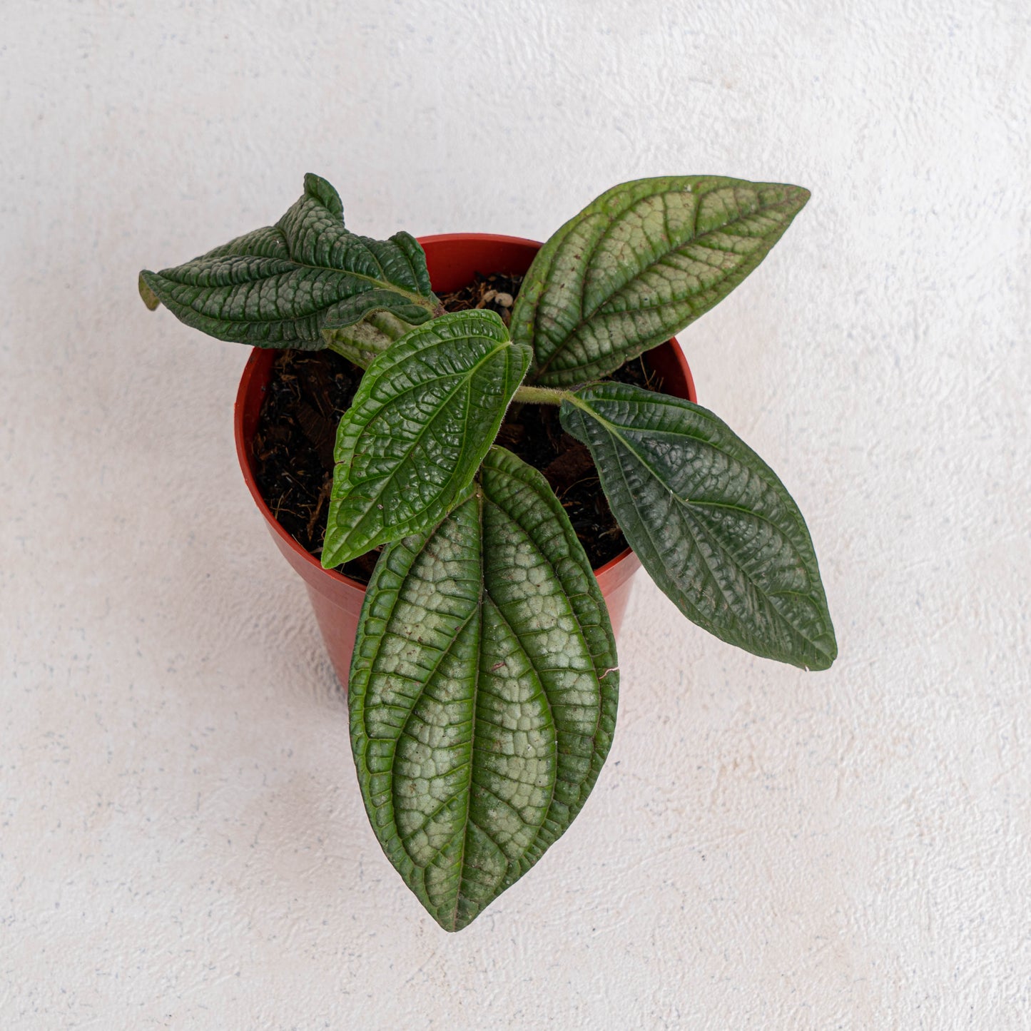 Piper Parmatum