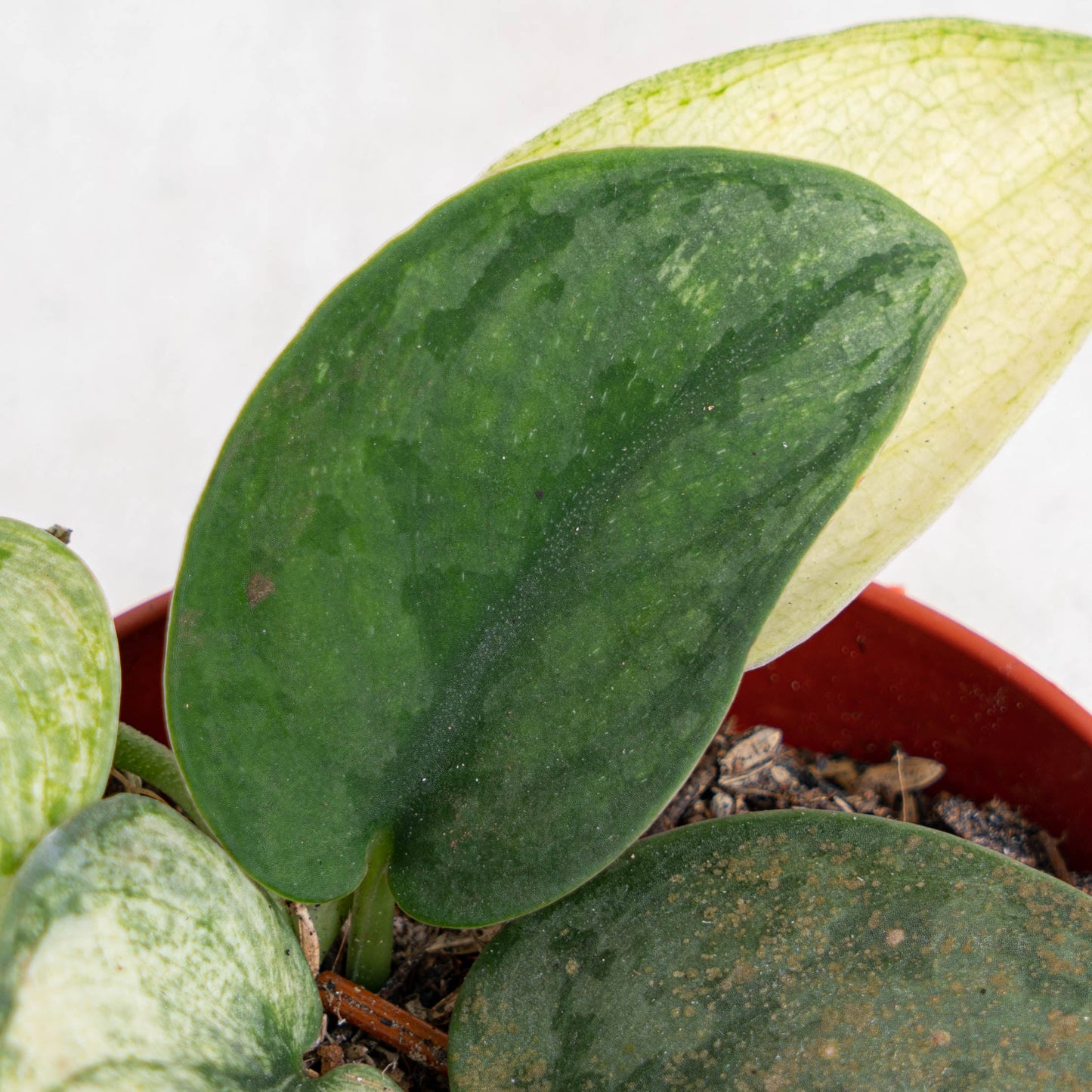 Scindapsus Hologram Variegated