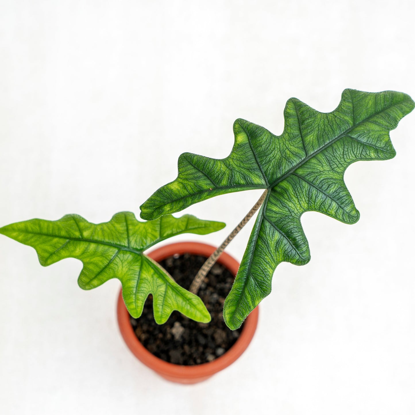Alocasia Jacklyn (Tandurusa)