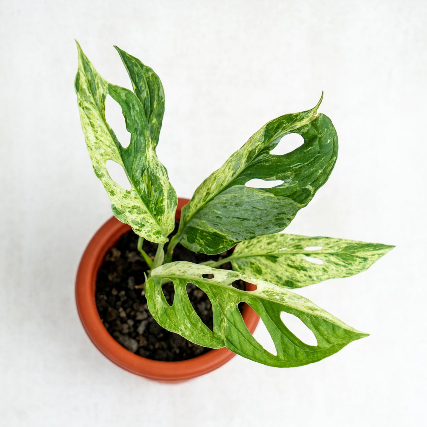 Monstera Adansonii Variegated Indo