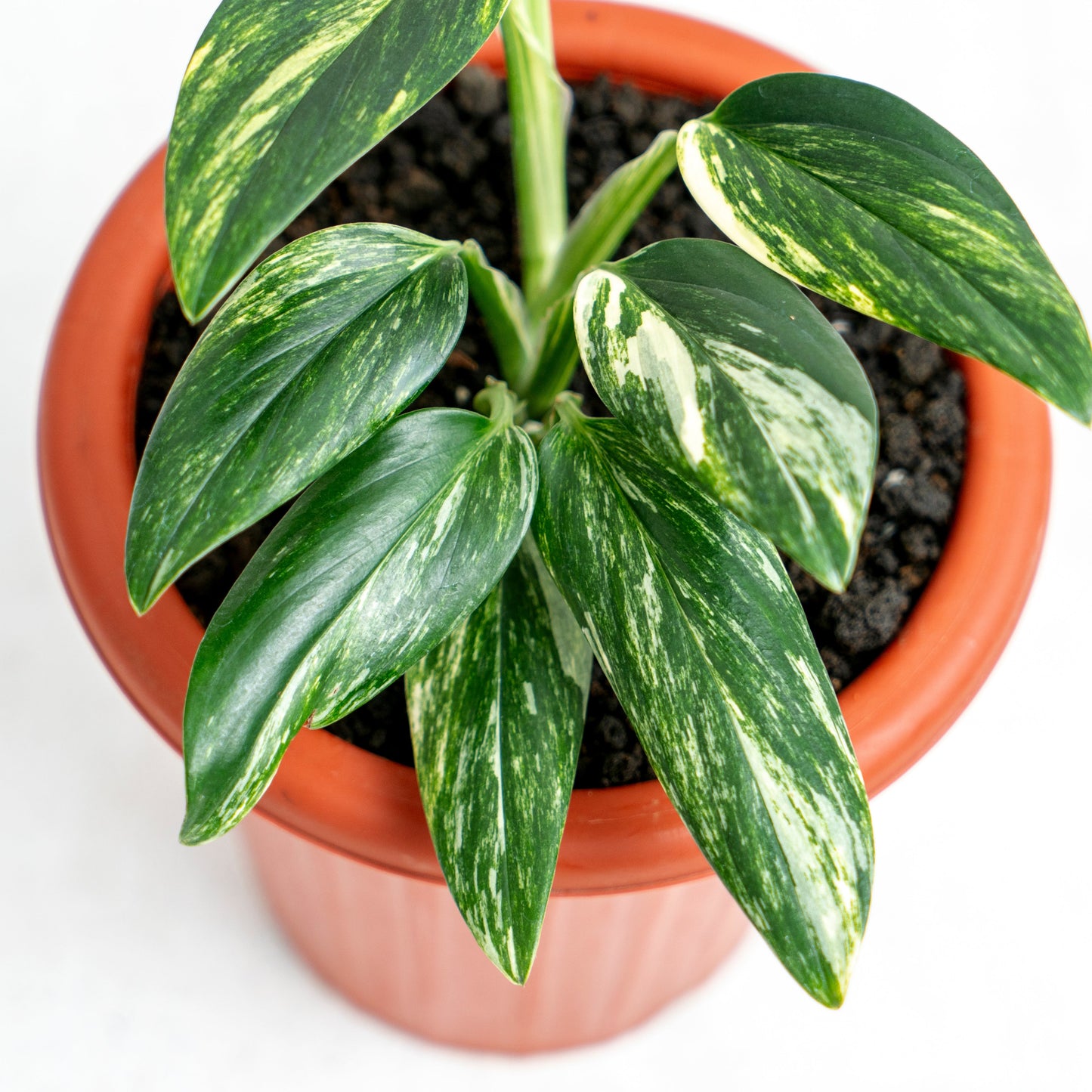 Monstera Standleyana Yellow Variegated