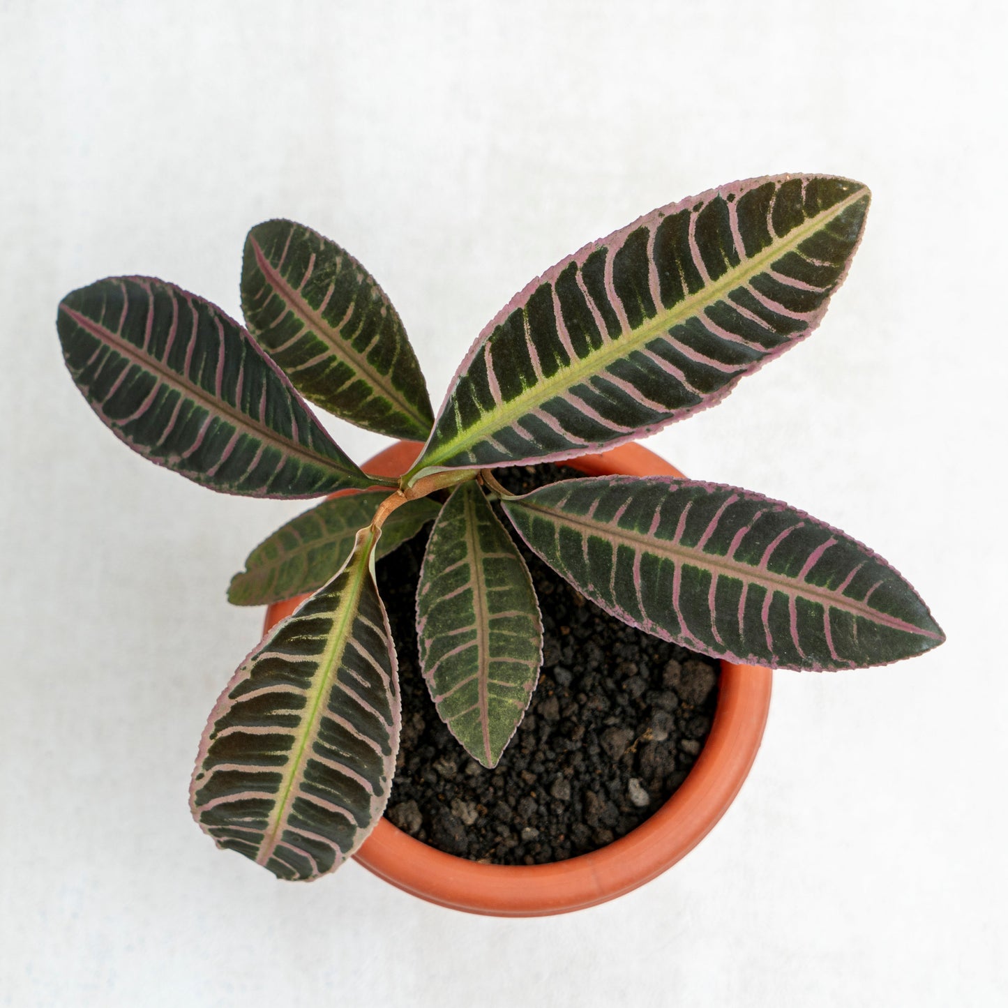 Labisia Fishbone SP Riau - Pink