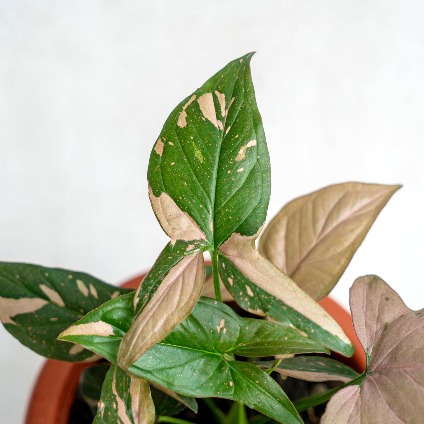 Syngonium Pink Splash