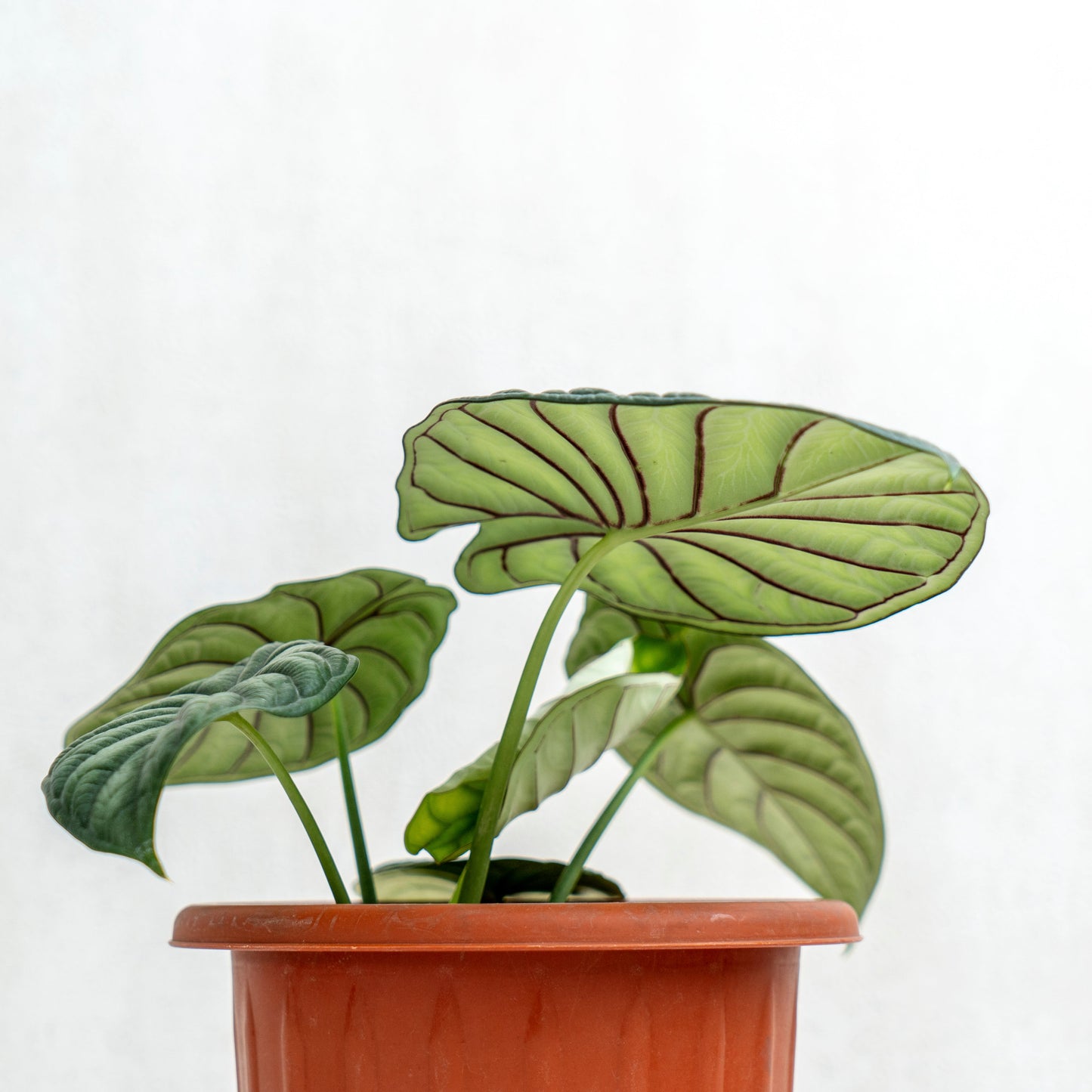 Alocasia Dragon Scale SP Borneo