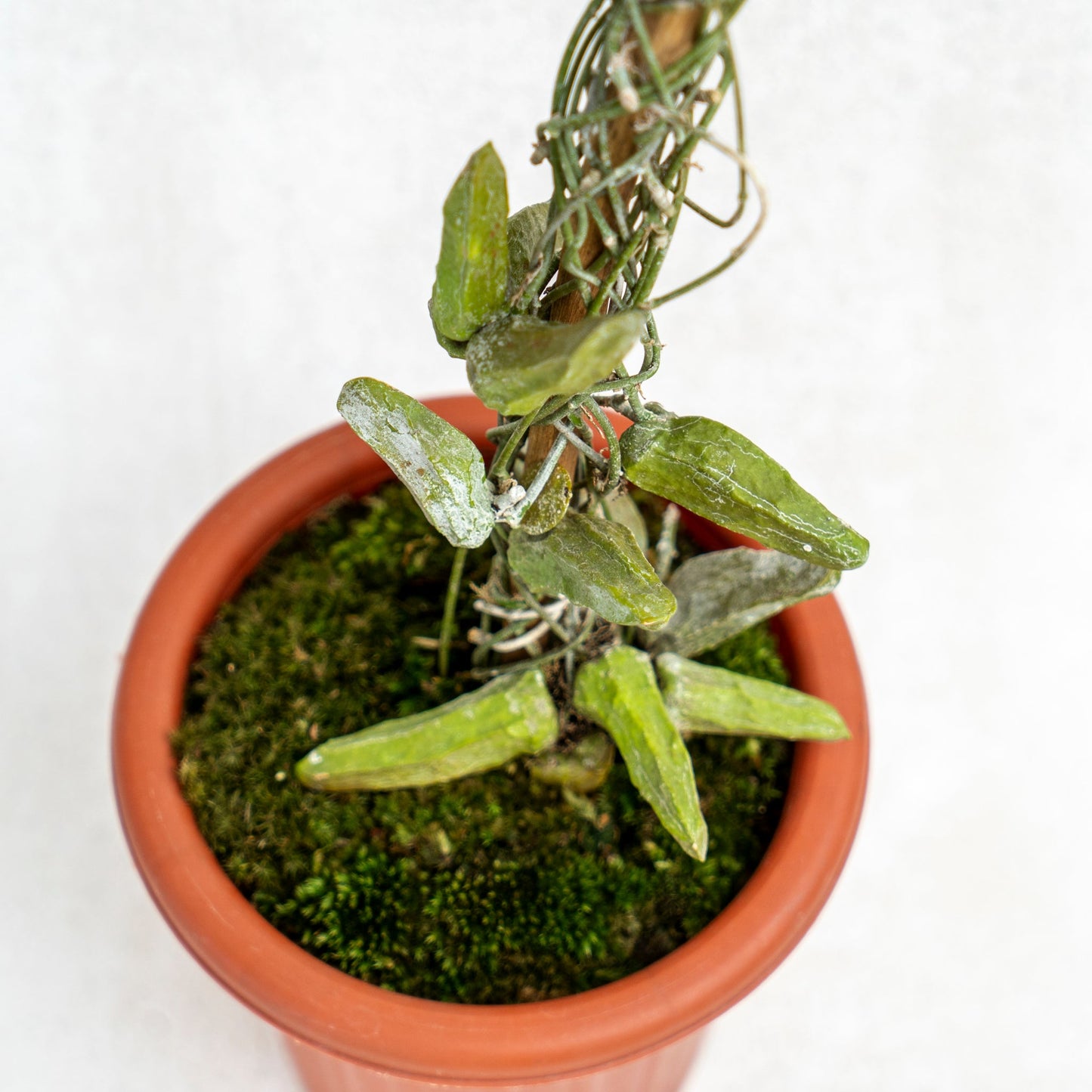 Dischidia Major