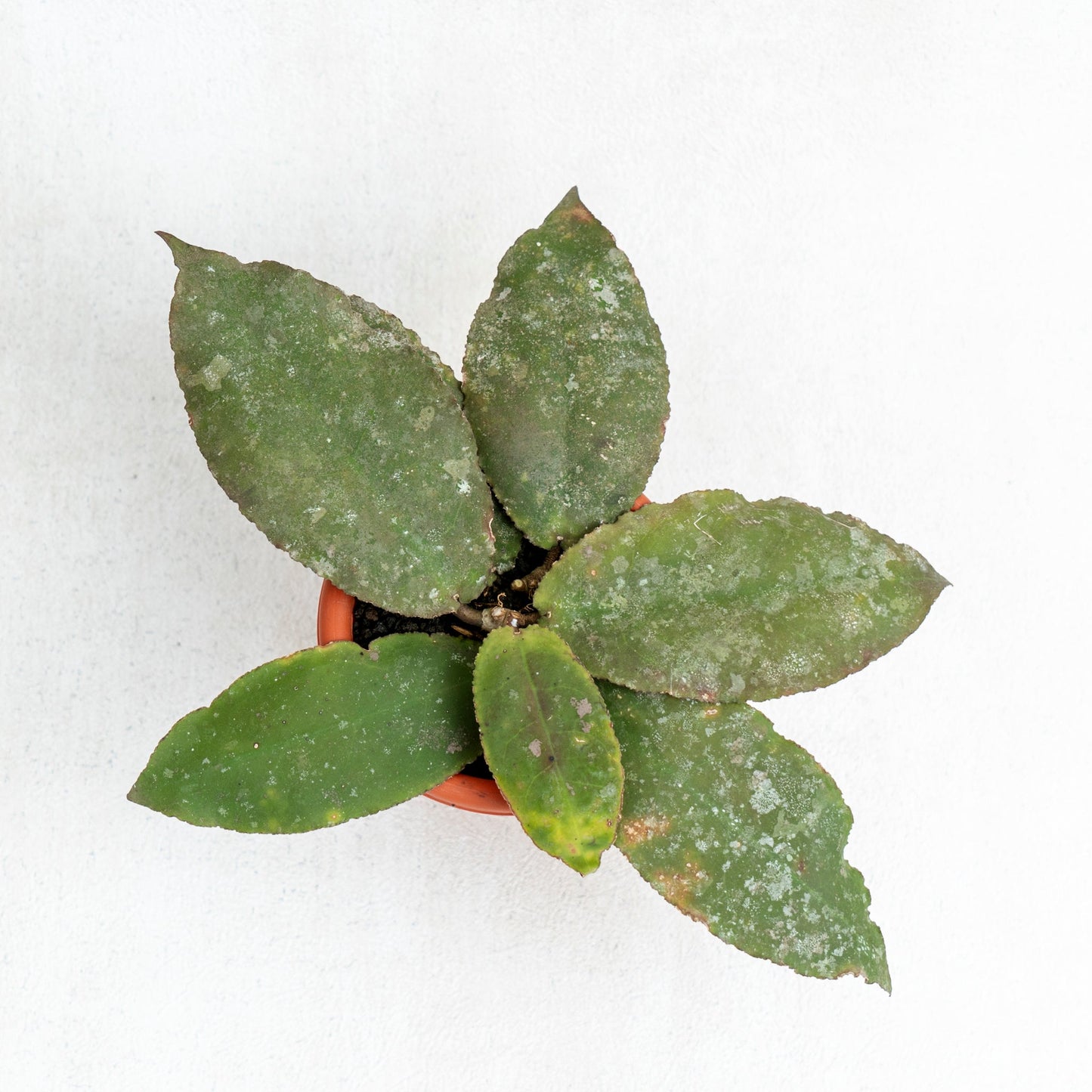 Hoya Undulata Splash