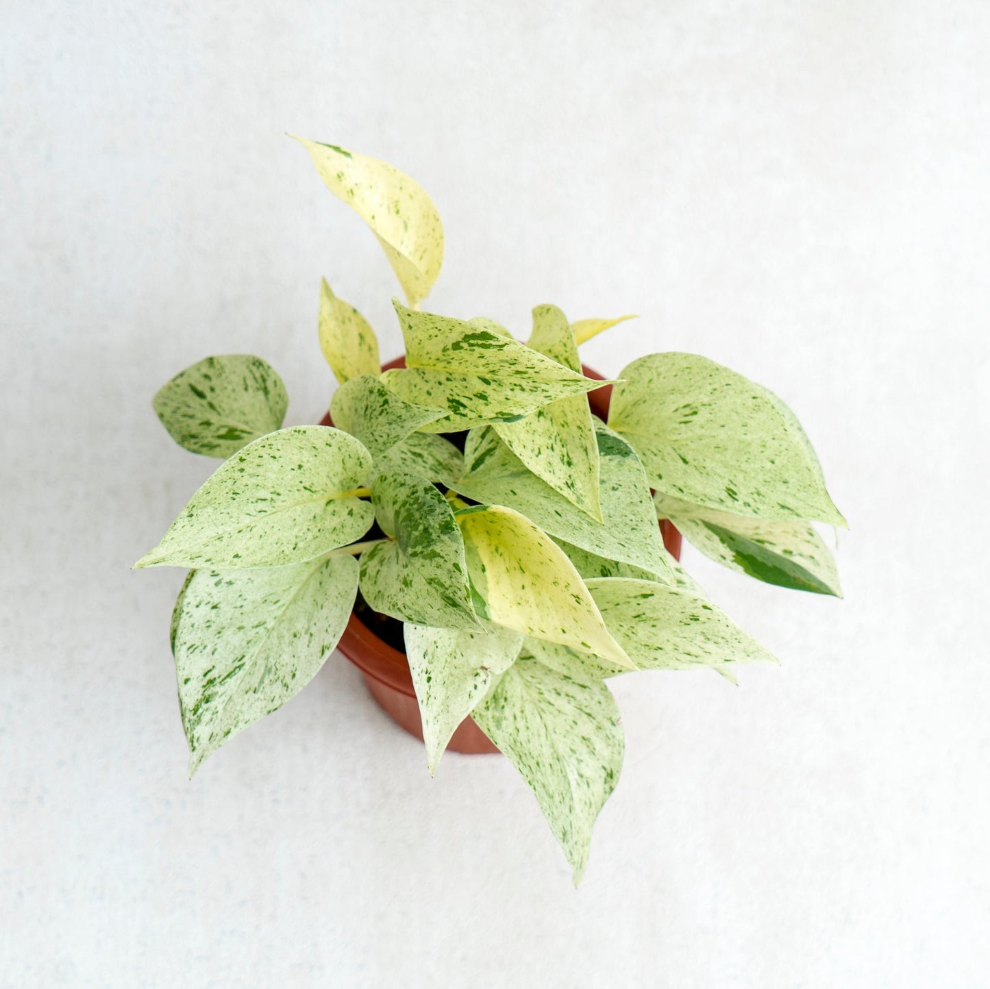 Epipremnum Pinnatum Marble Queen