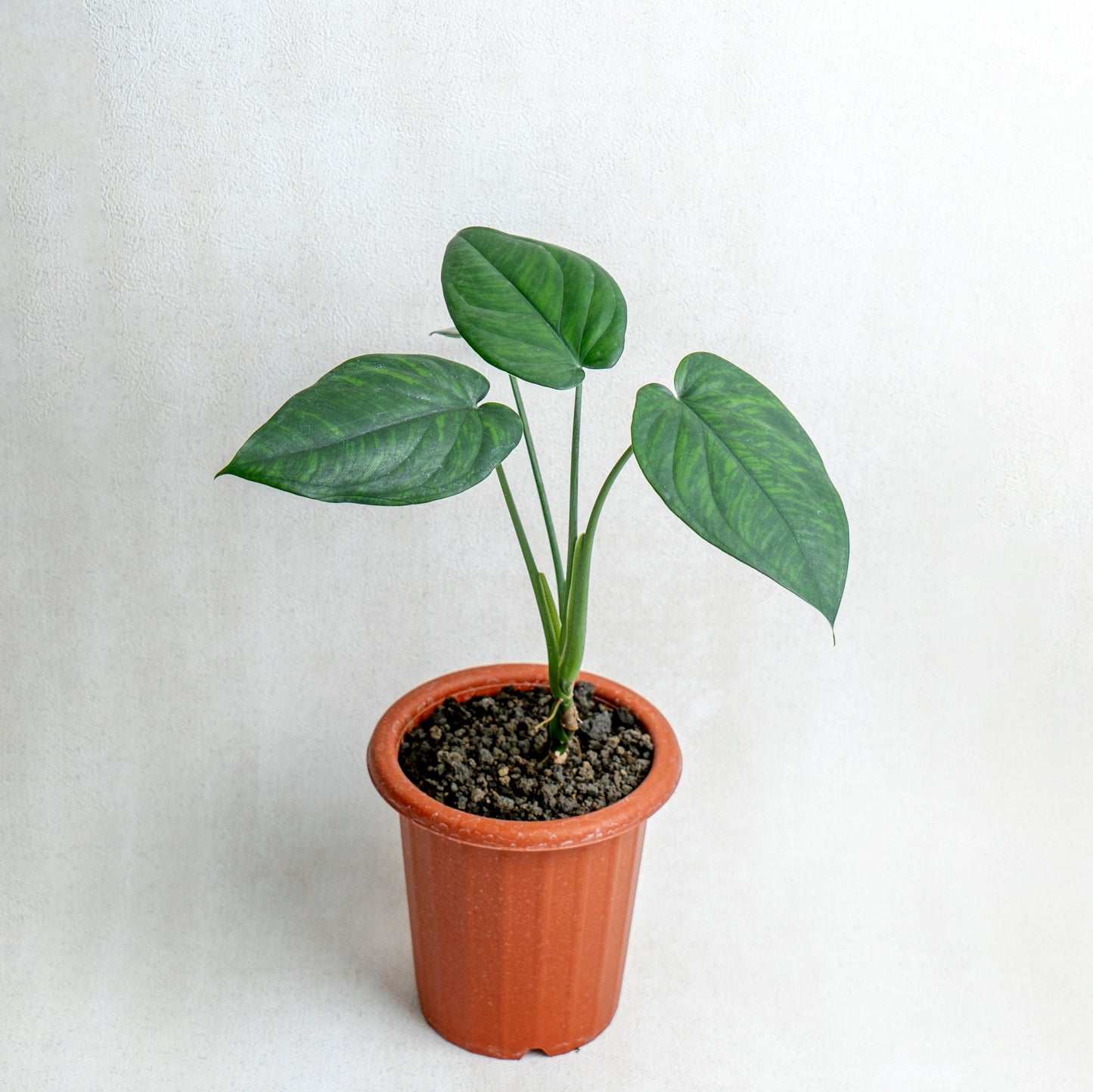 Syngonium Chiapense