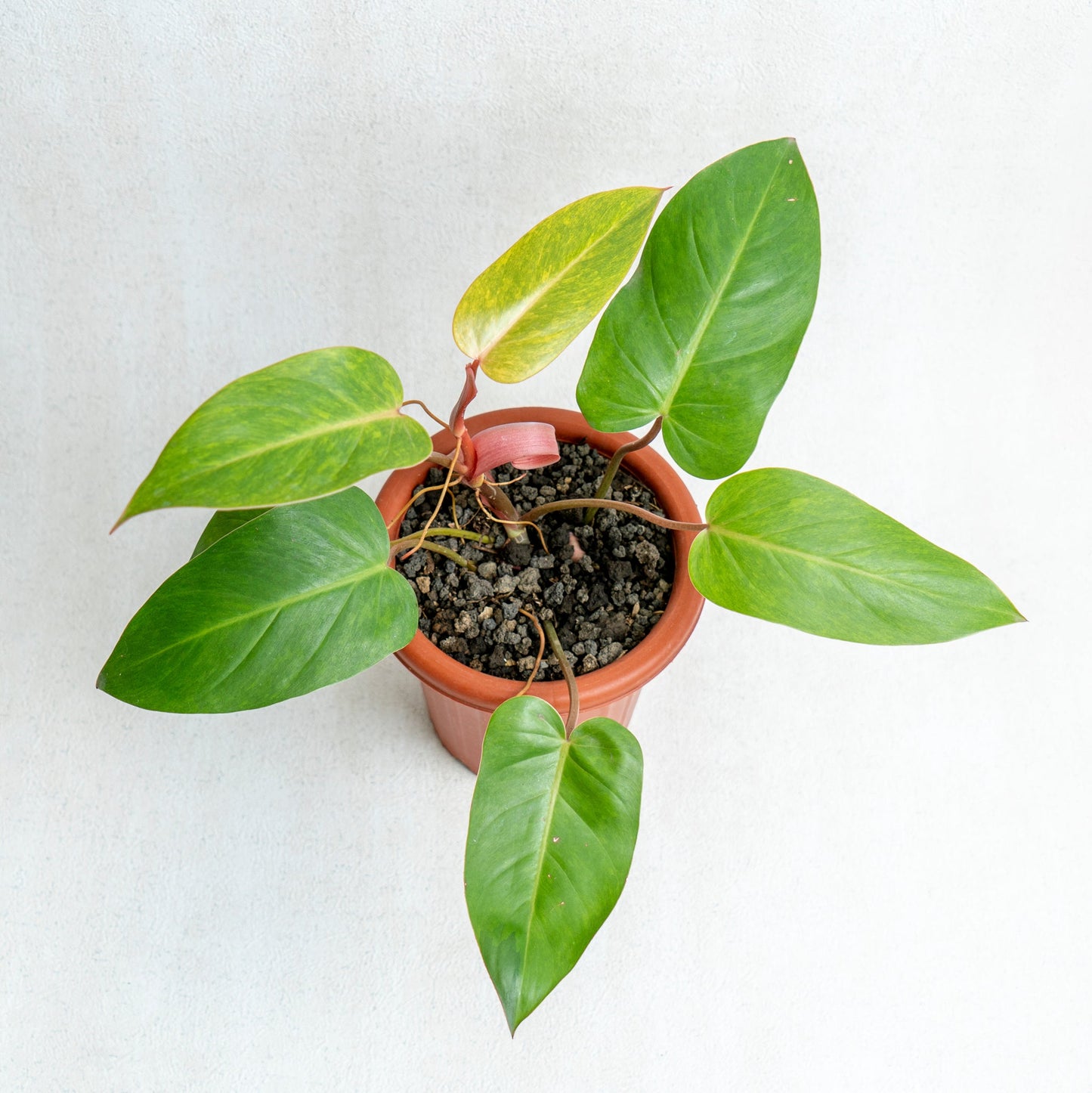 Philodendron Painted Lady