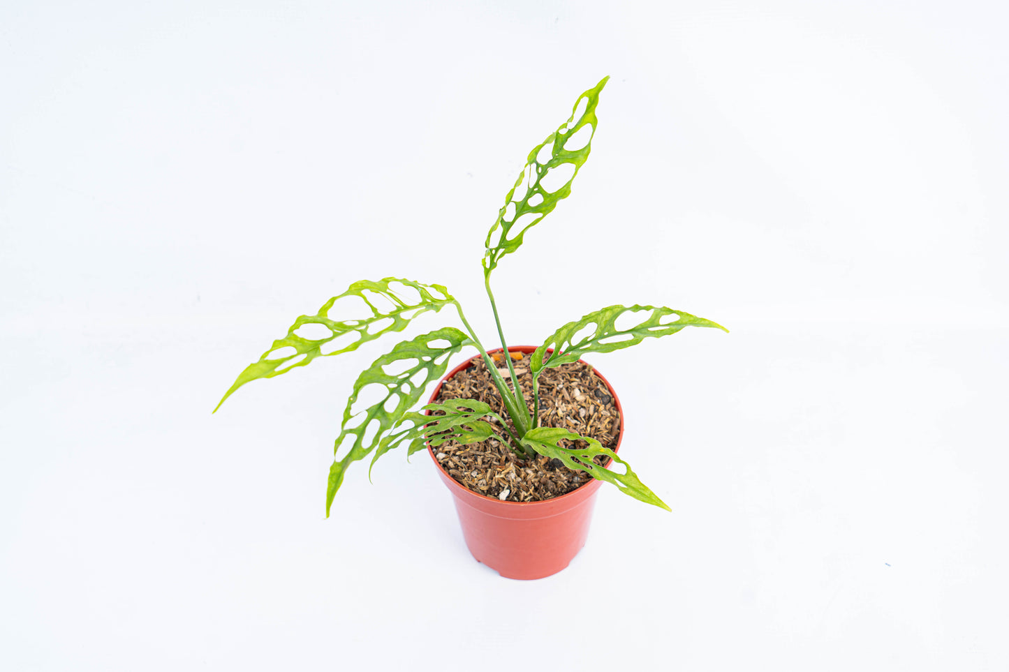 Monstera Obliqua - Indonesian Rare Plants
