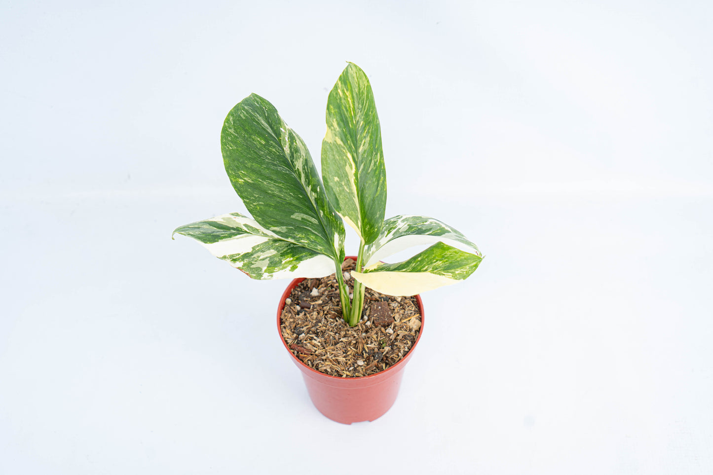 Monstera Lechleriana Variegated - Indonesian Rare Plants