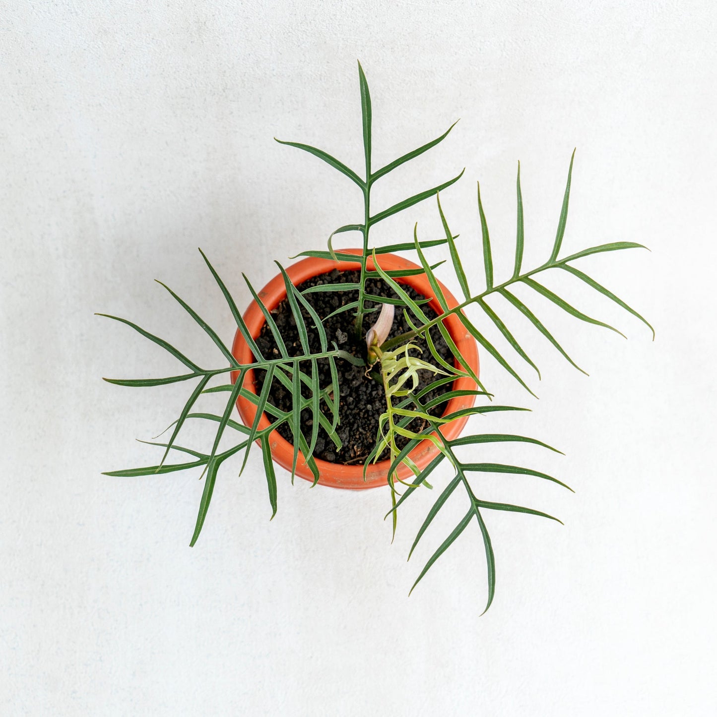 Philodendron Tortum