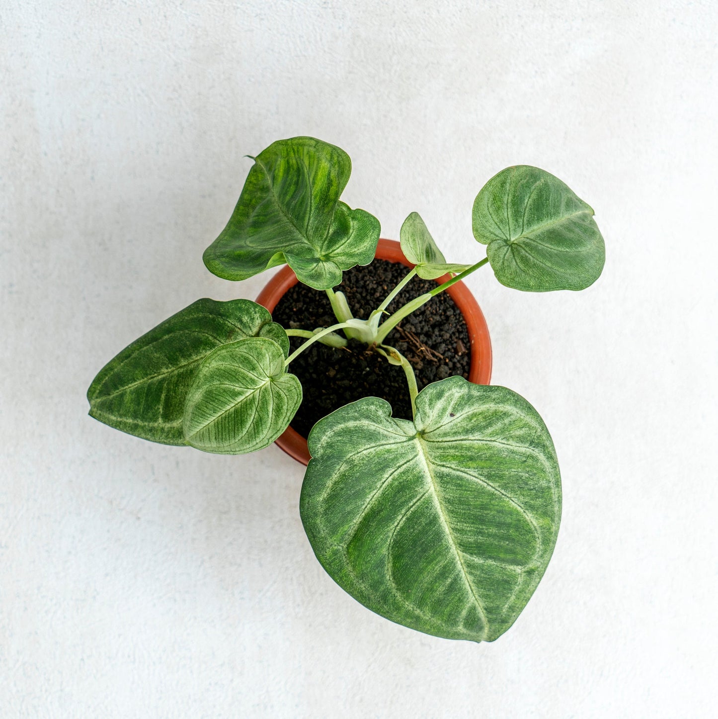 Syngonium Frosted Heart
