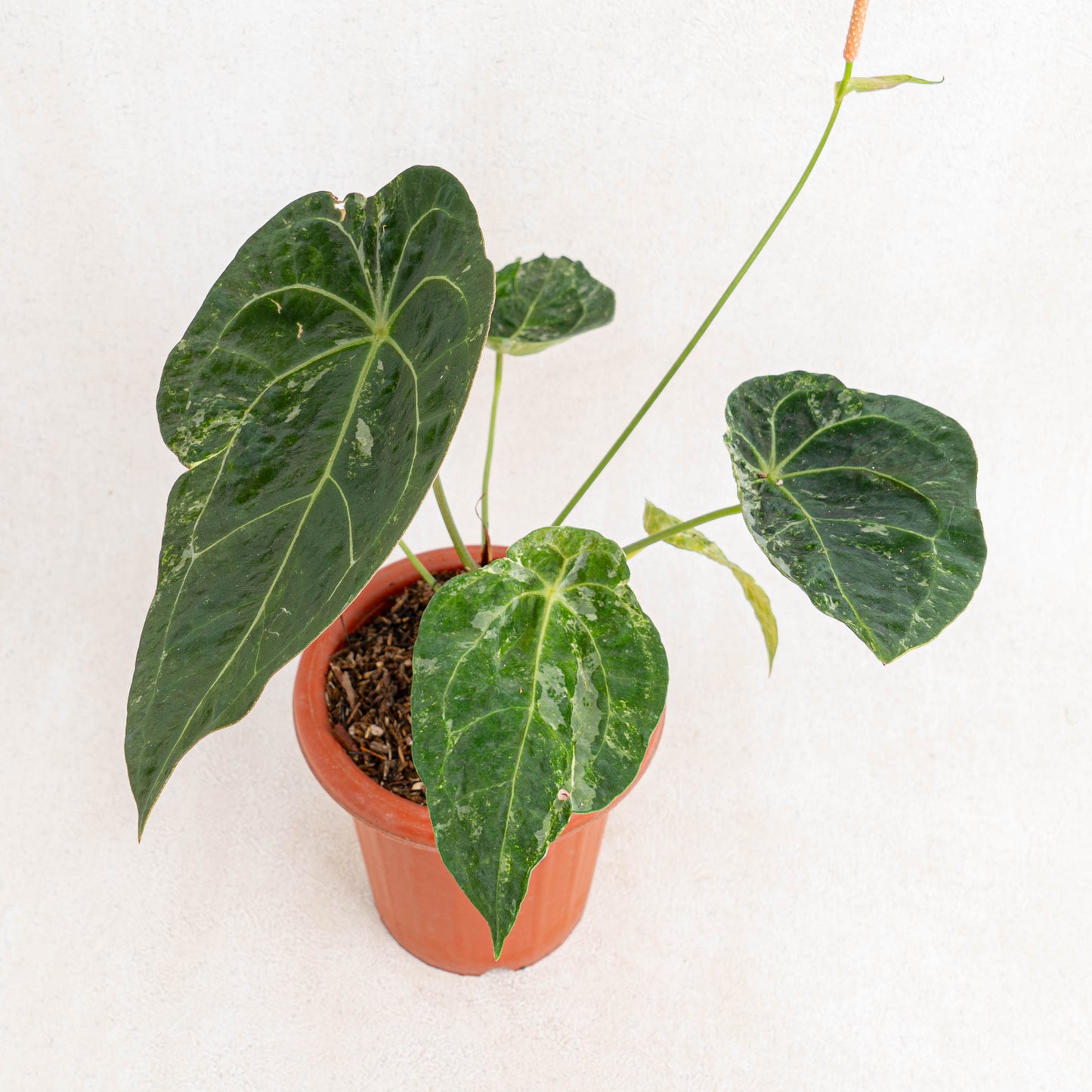 Anthurium Forgetii Variegated