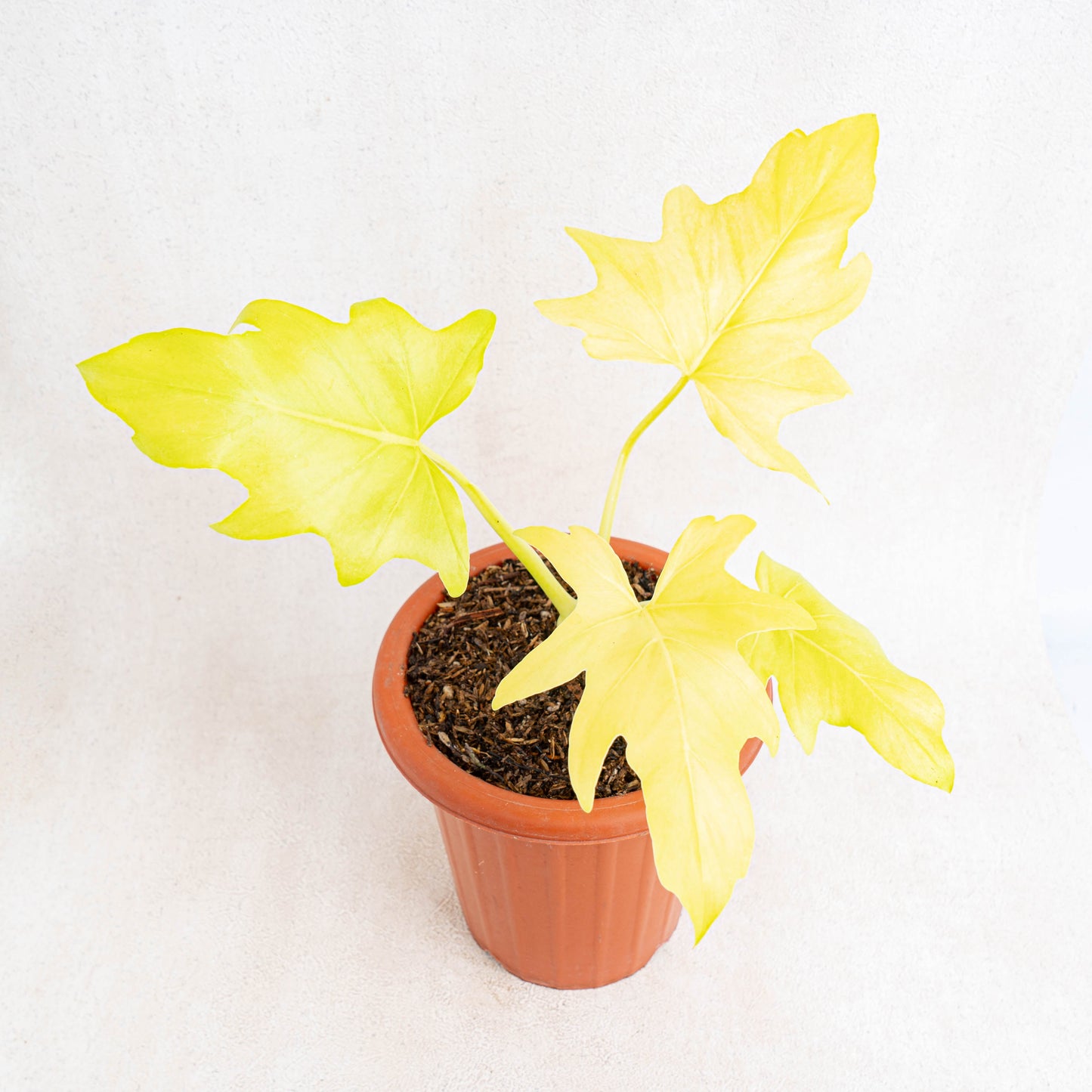 Philodendron Warscewiczii Aurea Flavum