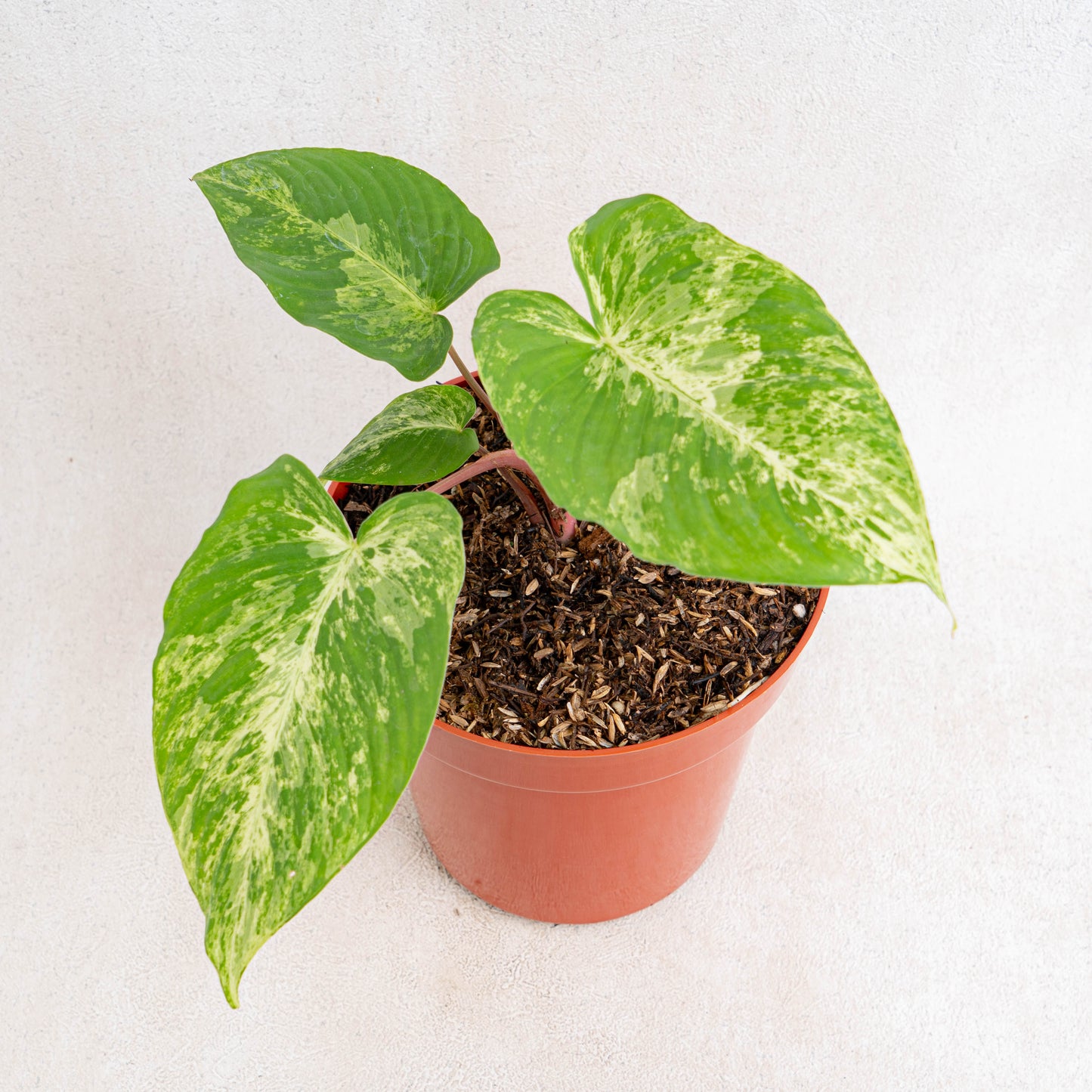 Homalomena Red Stem Variegated