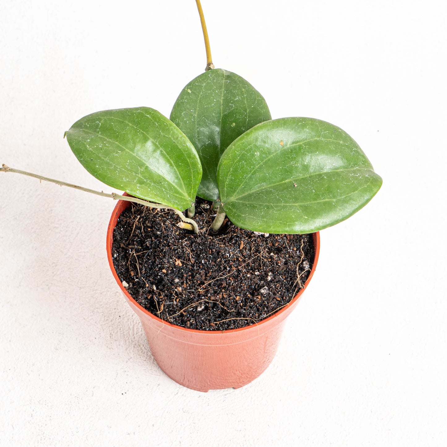 Hoya Quinquenervia